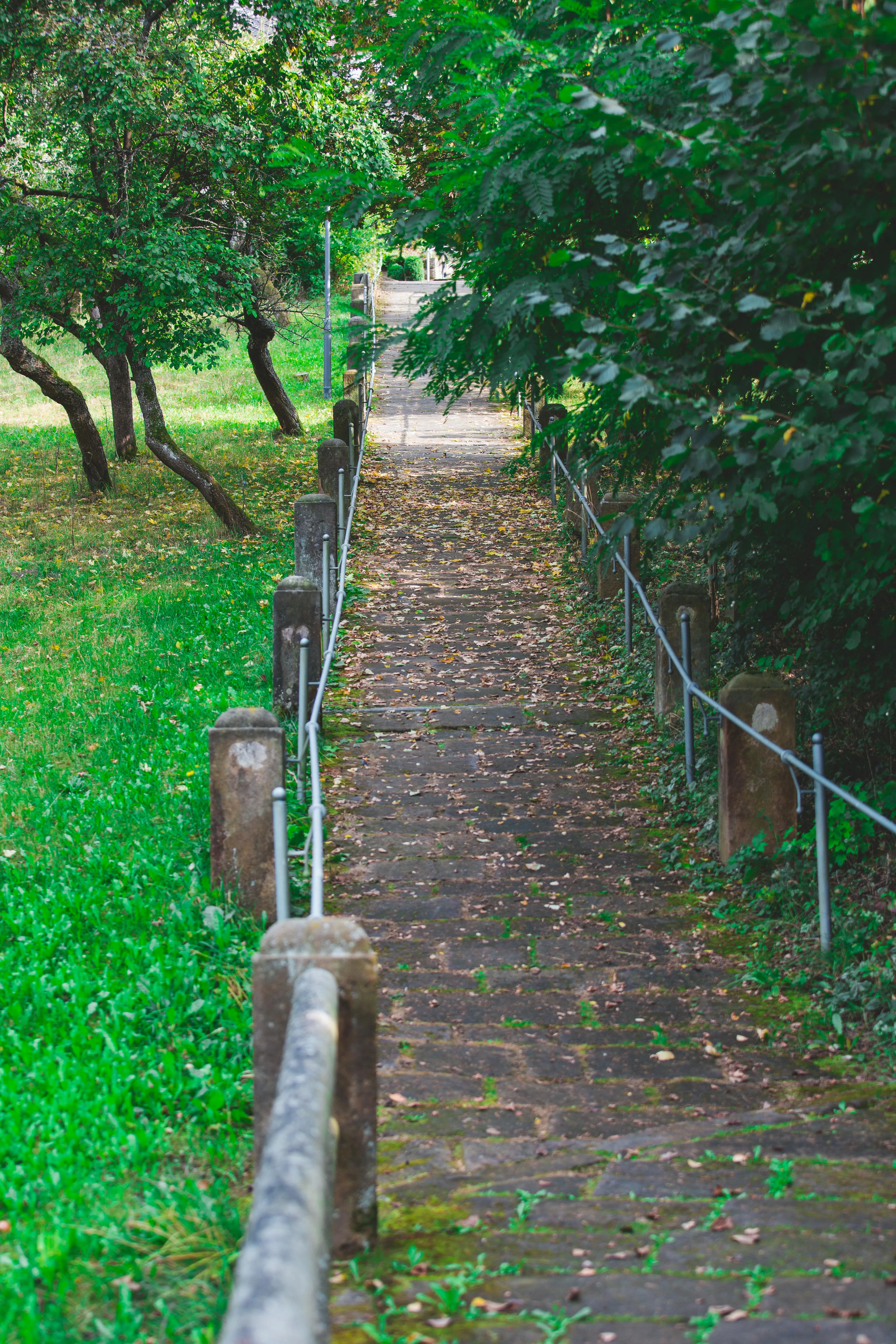 Wooden Footpath Leading Through a Shady Forest HD Wallpaper
