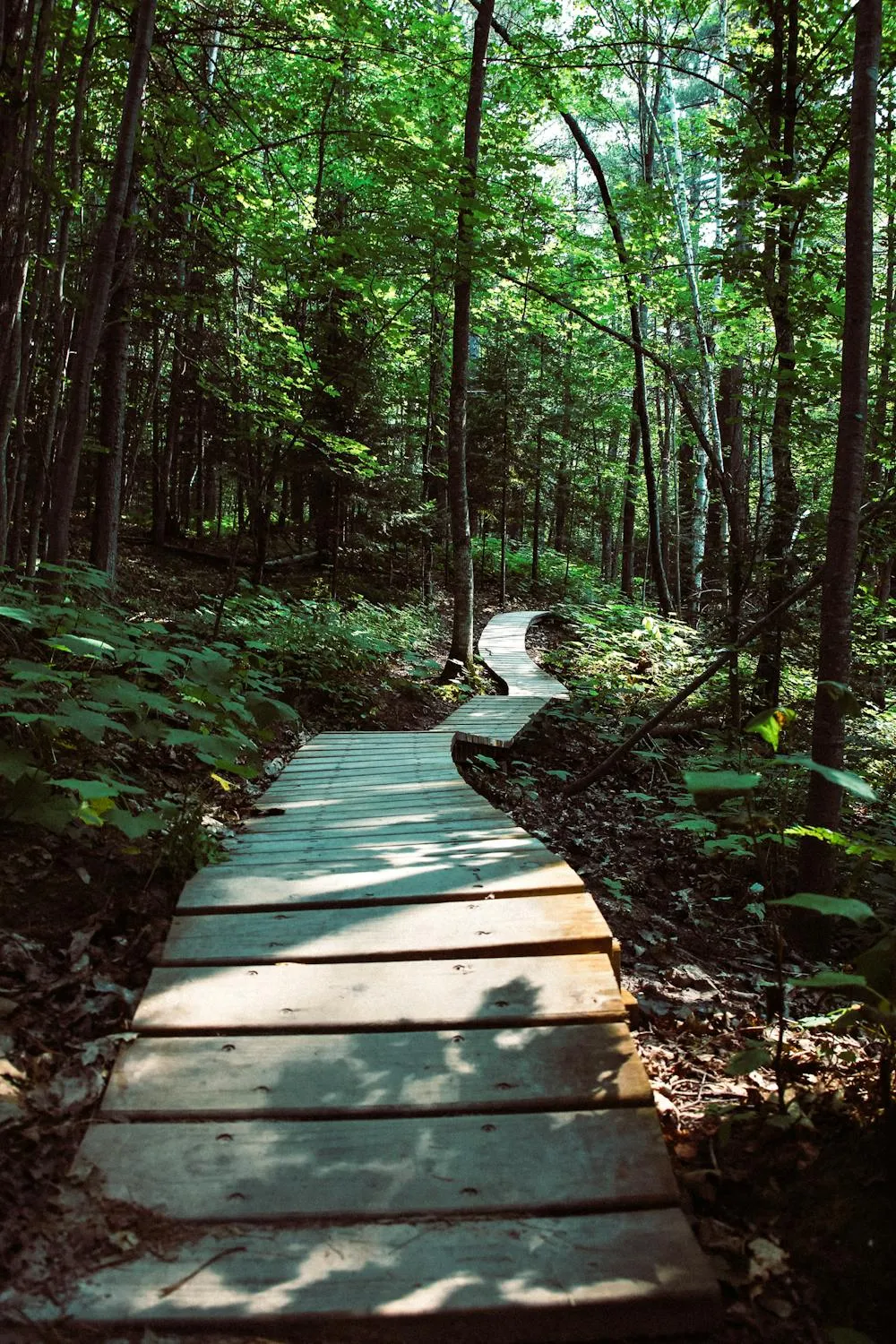 Wooden Path in the Forest Surrounded by Tall Trees Wallpaper