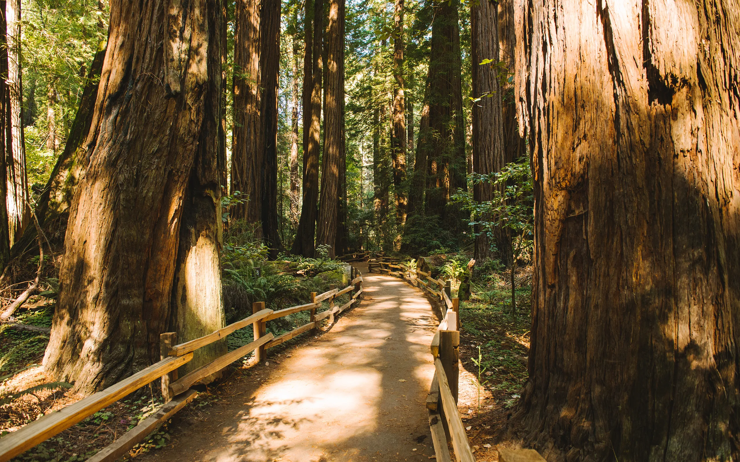 Wooden Path Through a Tall Redwood Forest in Sunlight