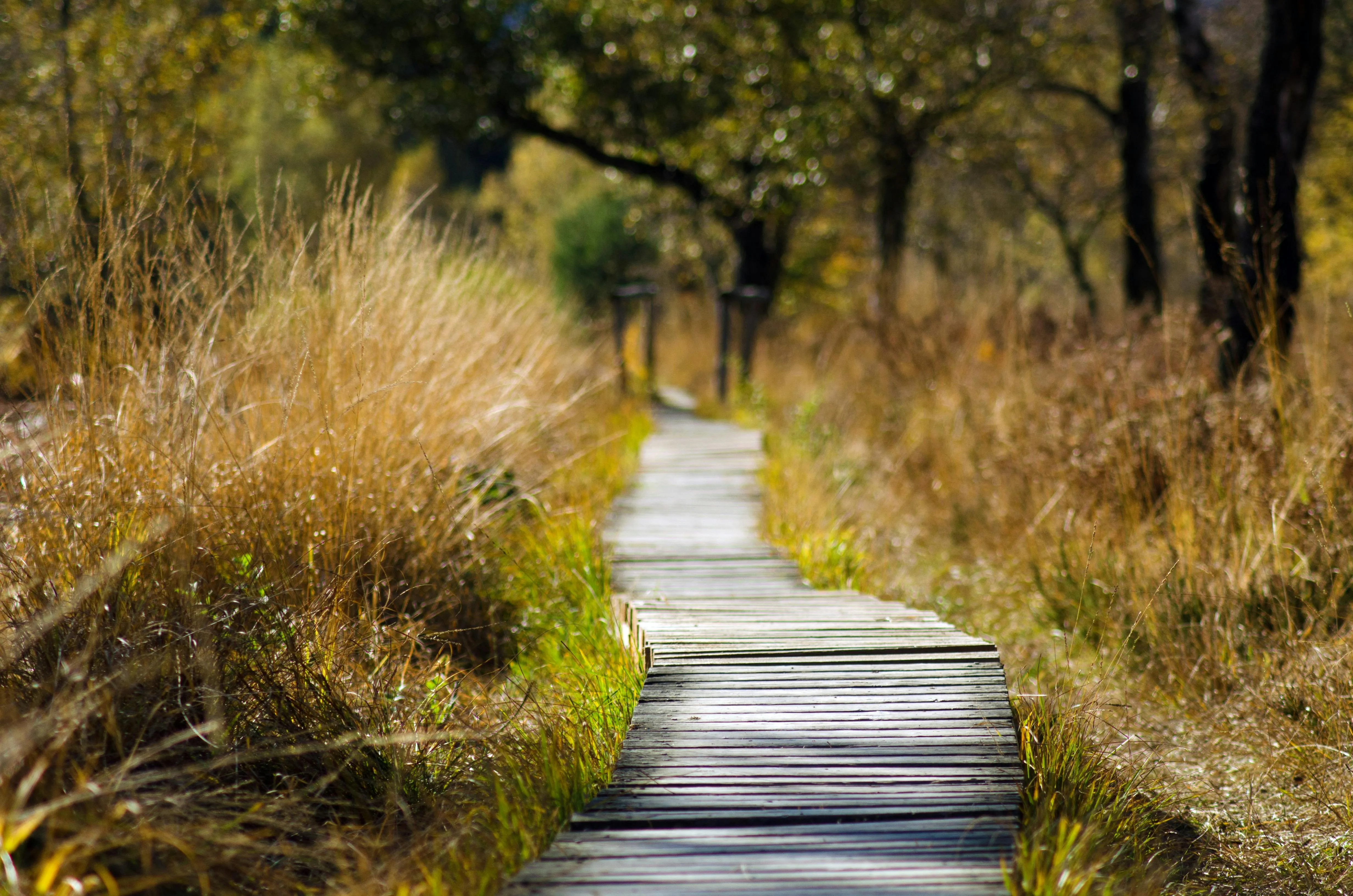 Wooden Trail Winding Through Dry Grass in a Peaceful Forest