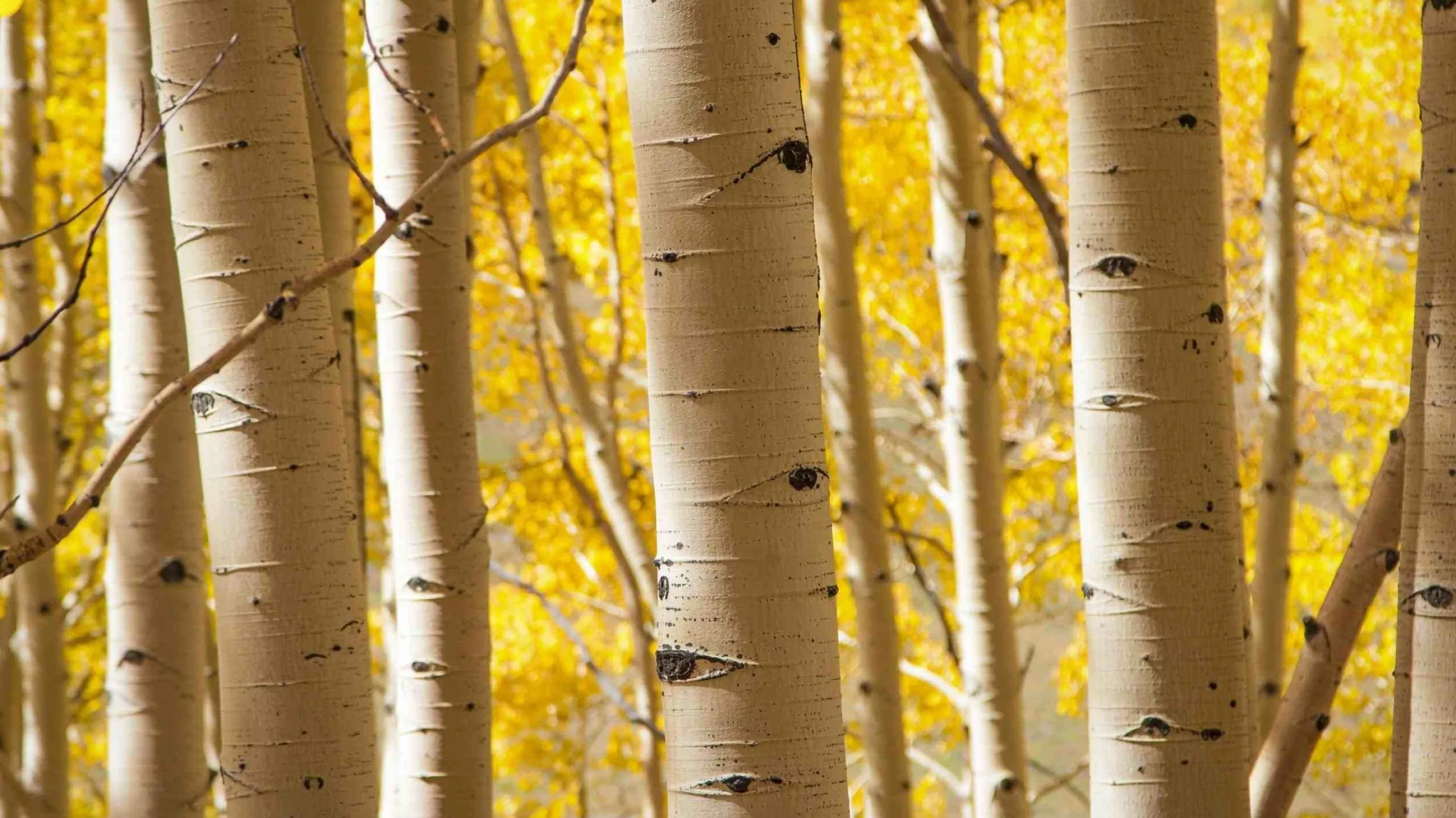 Yellow Aspen Trunks Glowing in Golden Autumn Sunlight