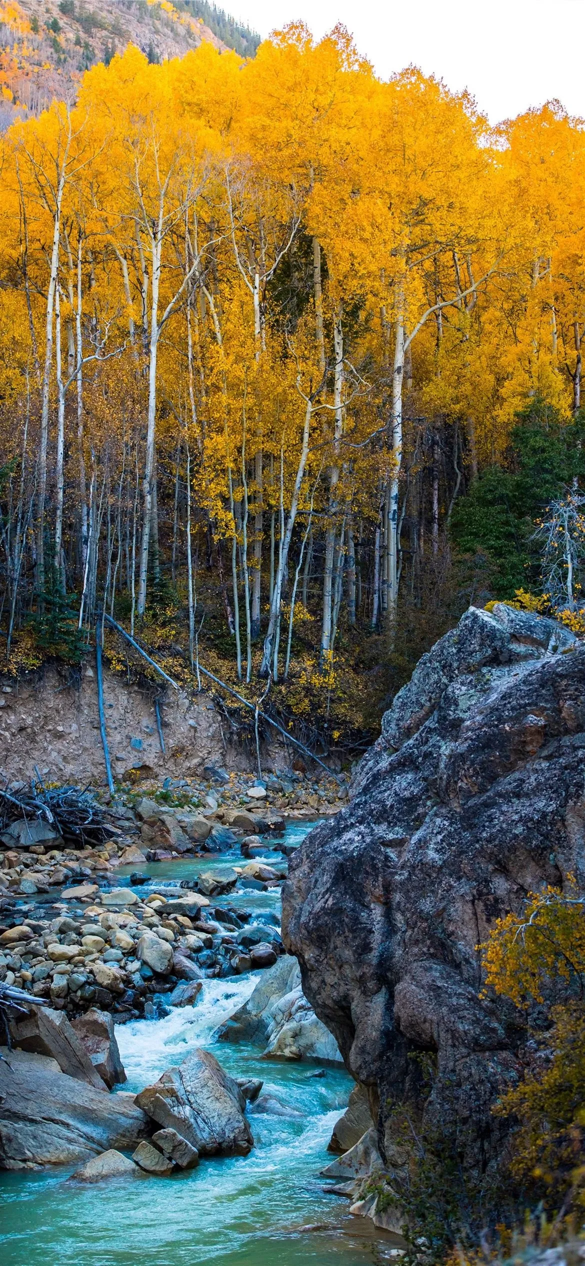 Yellow Autumn Trees Lining Rocky Forest River in Sunlight