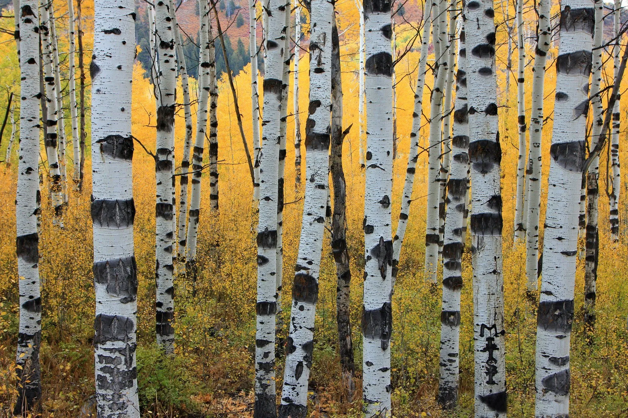Yellow Birch Trees Lined Up in a Golden Autumn Forest