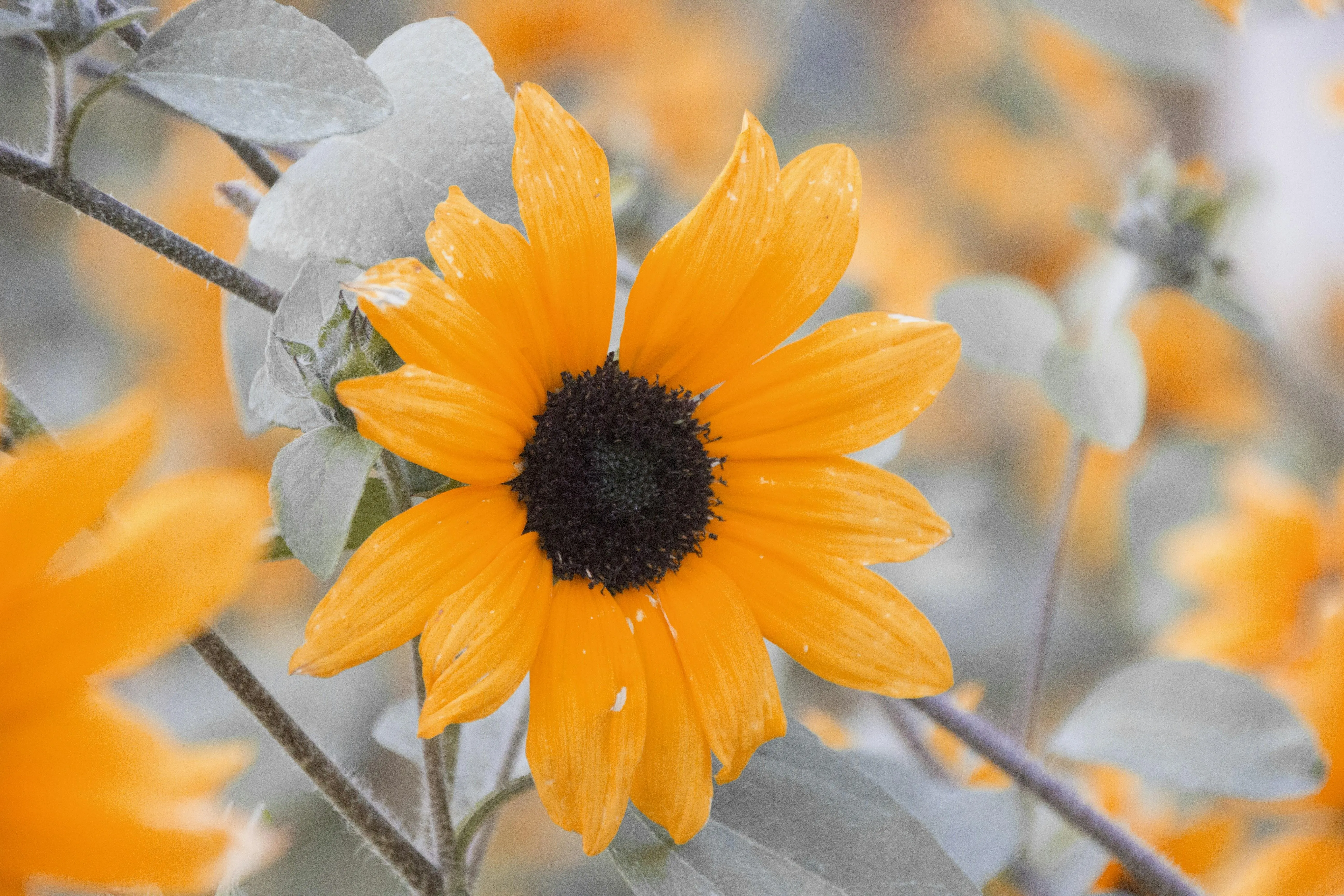 Yellow Daisy Flowers Blooming Under Bright Sunlight