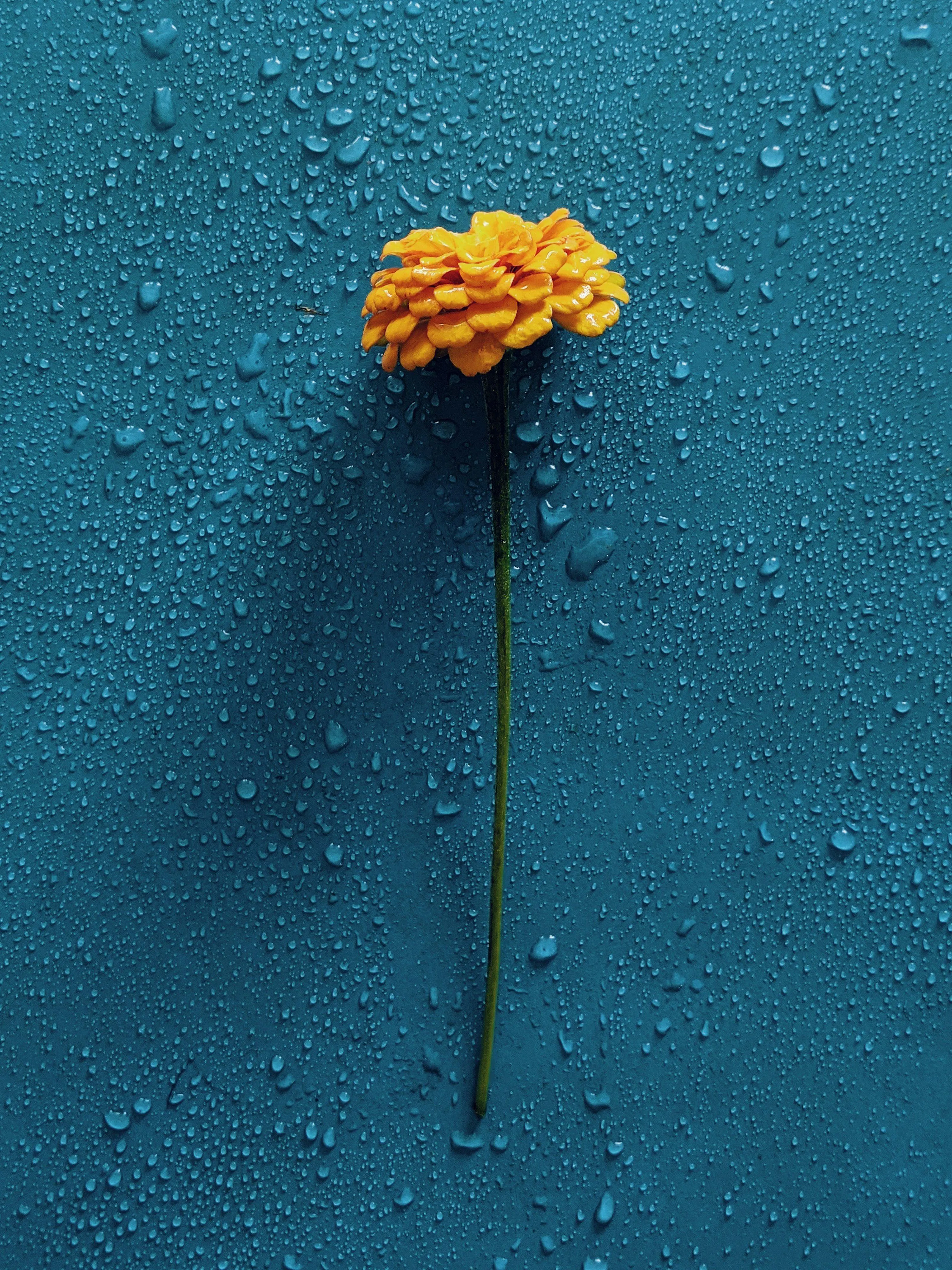 Yellow Flower Floating Alone on Rainy Water Wallpaper