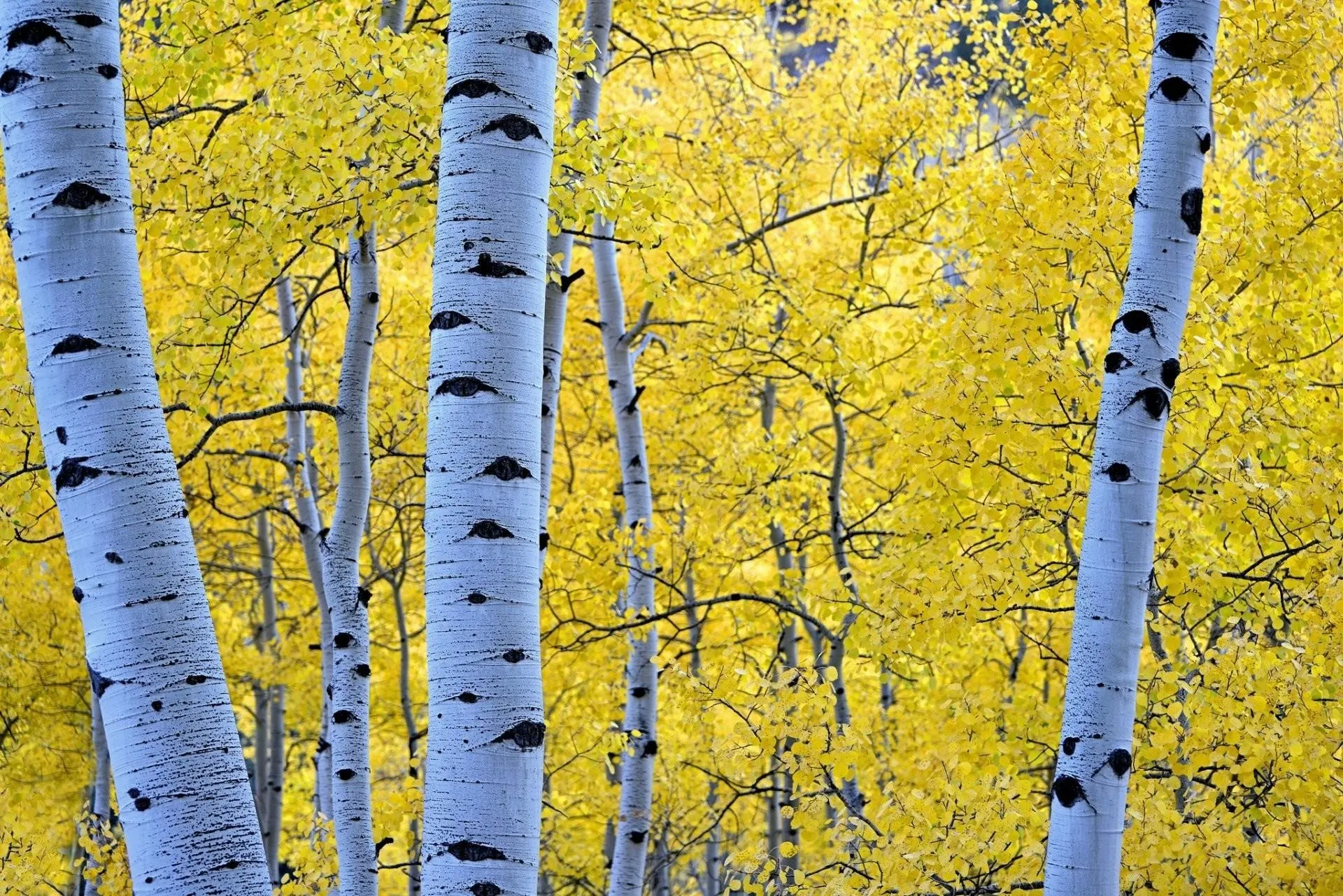 Yellow Leaves and White Birch Trees Brighten the Forest