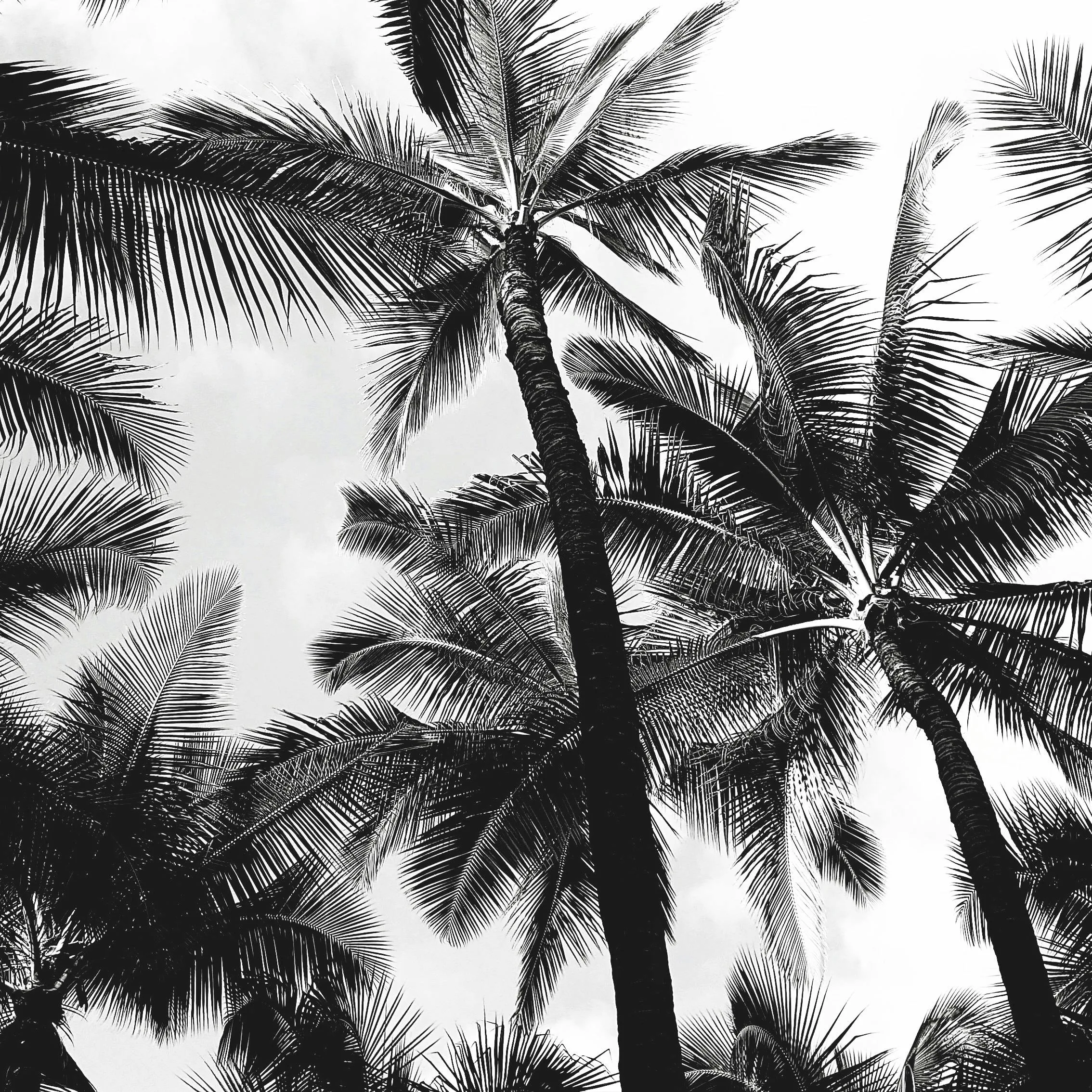 Artistic Black and White Coconut Palm Tree Silhouette