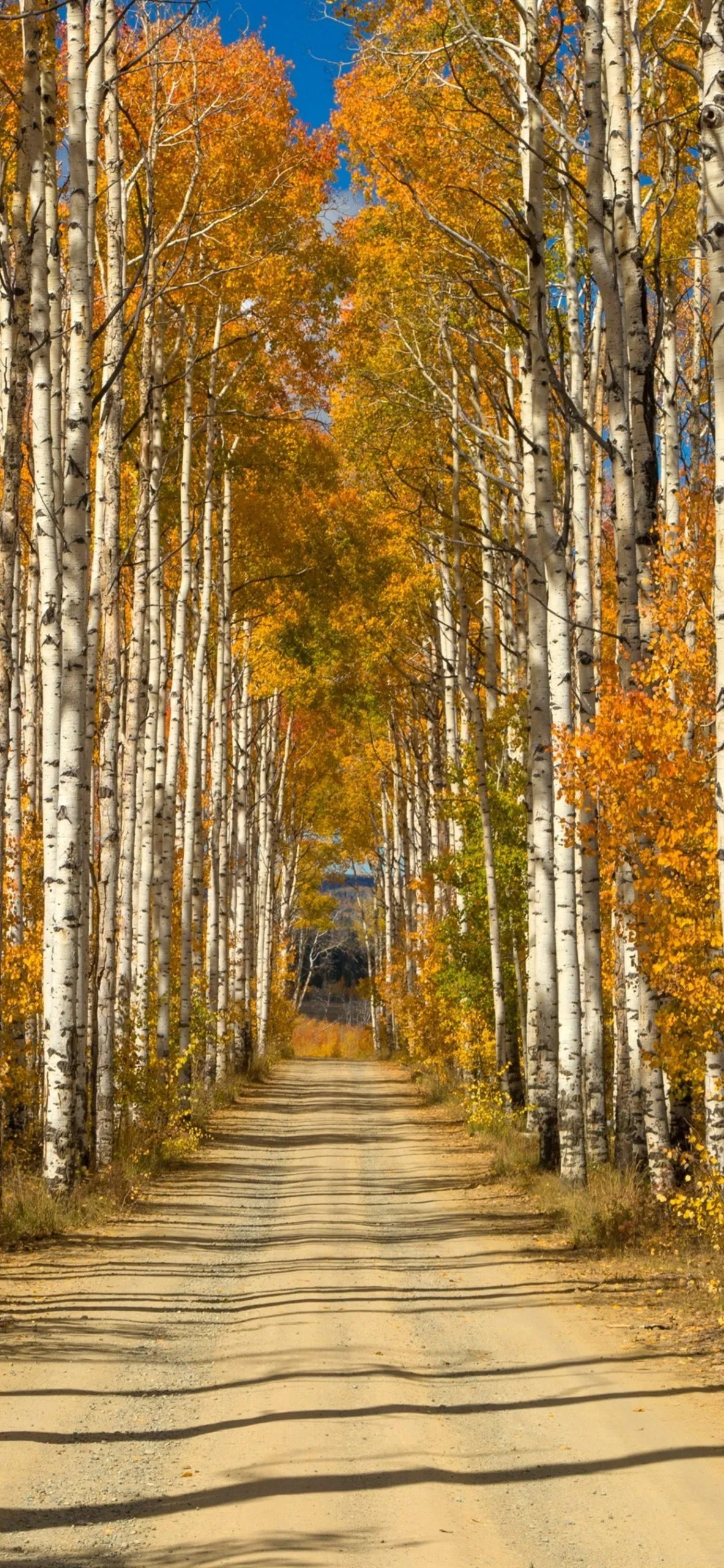 Birch Trees Nature Mobile Wallpaper in HD