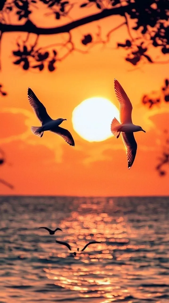 Bird is flying across a shining Ocean Sunset wallpapers
