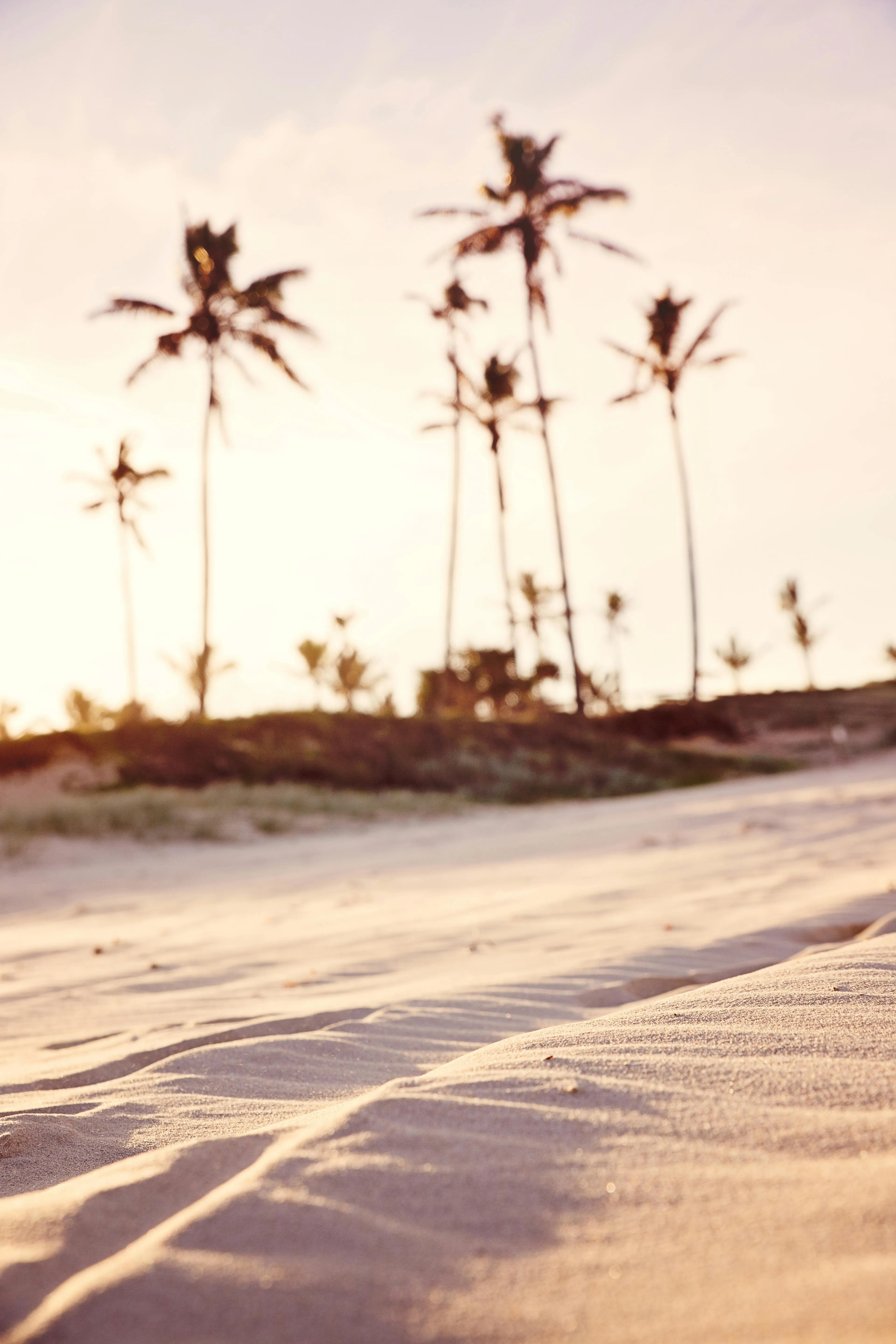 Blurry Palm Trees Casting Shadows on a Sandy Beach Wallpaper