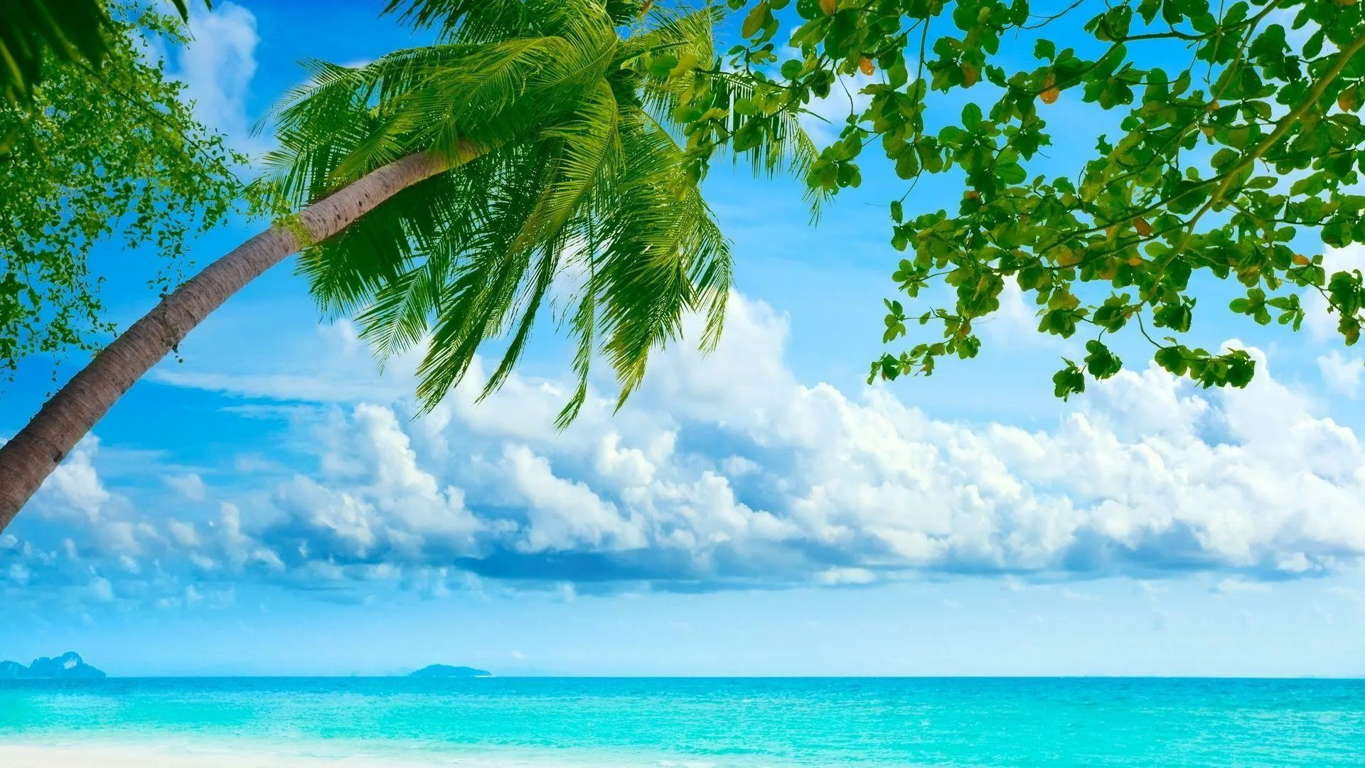 Bright Blue Beach with Palm Trees and Summer Sky Wallpaper