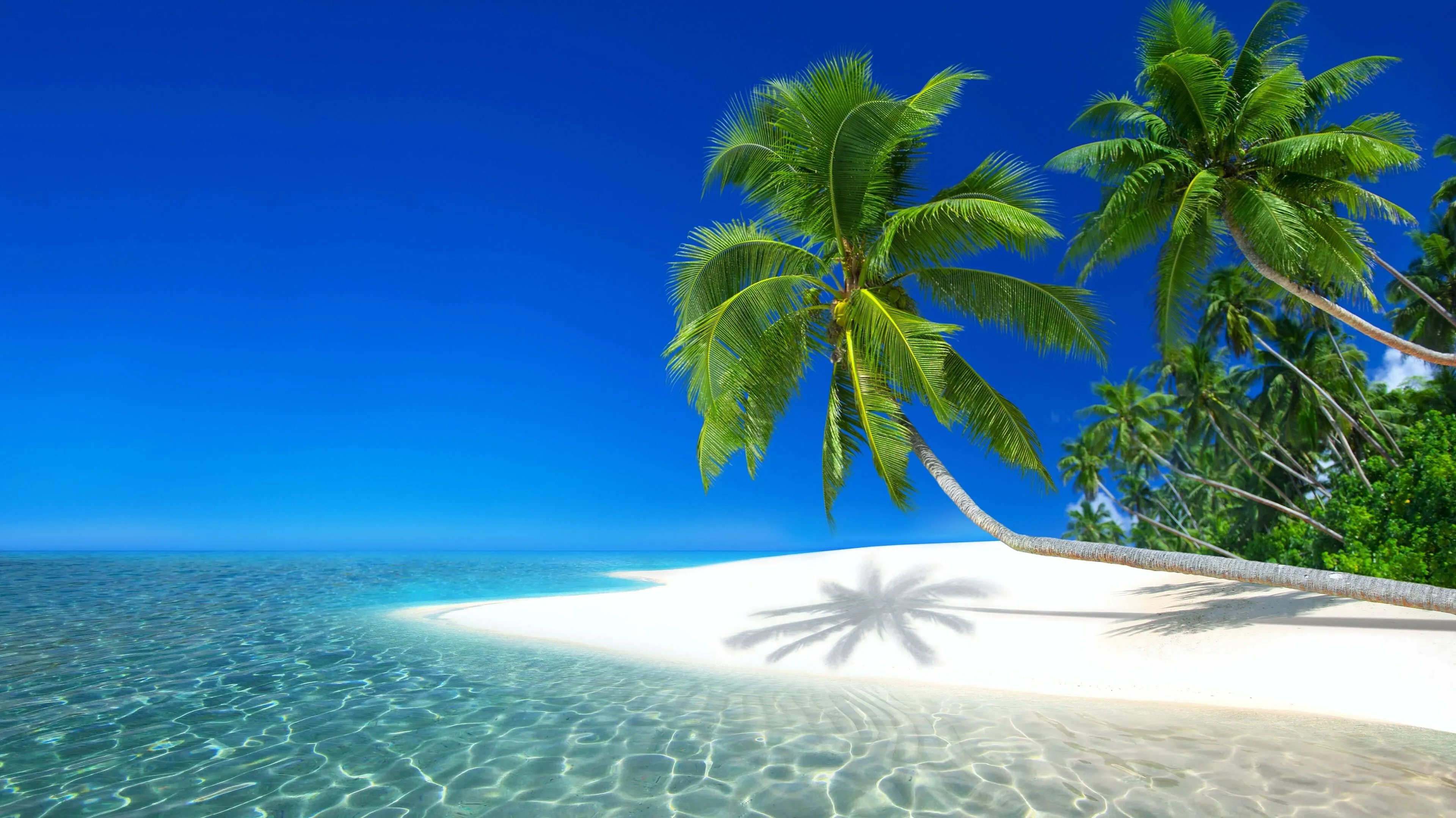 Clean White Beach with Coconut Trees and Turquoise Sea