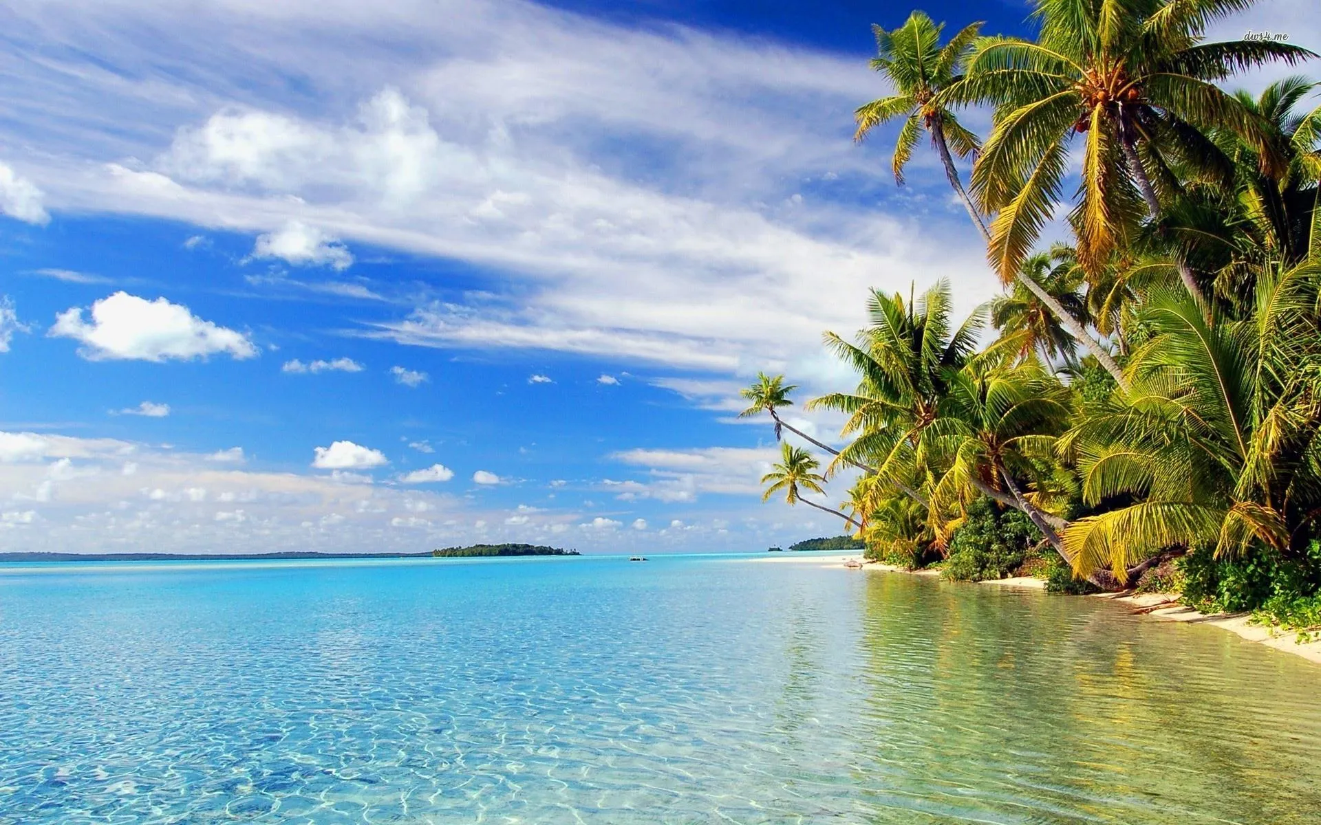 Clear Shore with Palm Trees Under Peaceful Sunny Skies