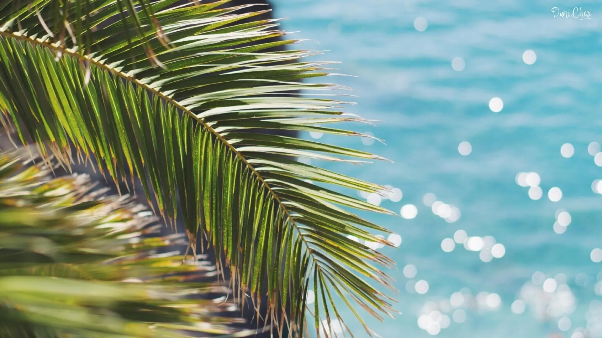 Close Up of a Palm Leaf with Ocean Sparkle HD Free Wallpaper