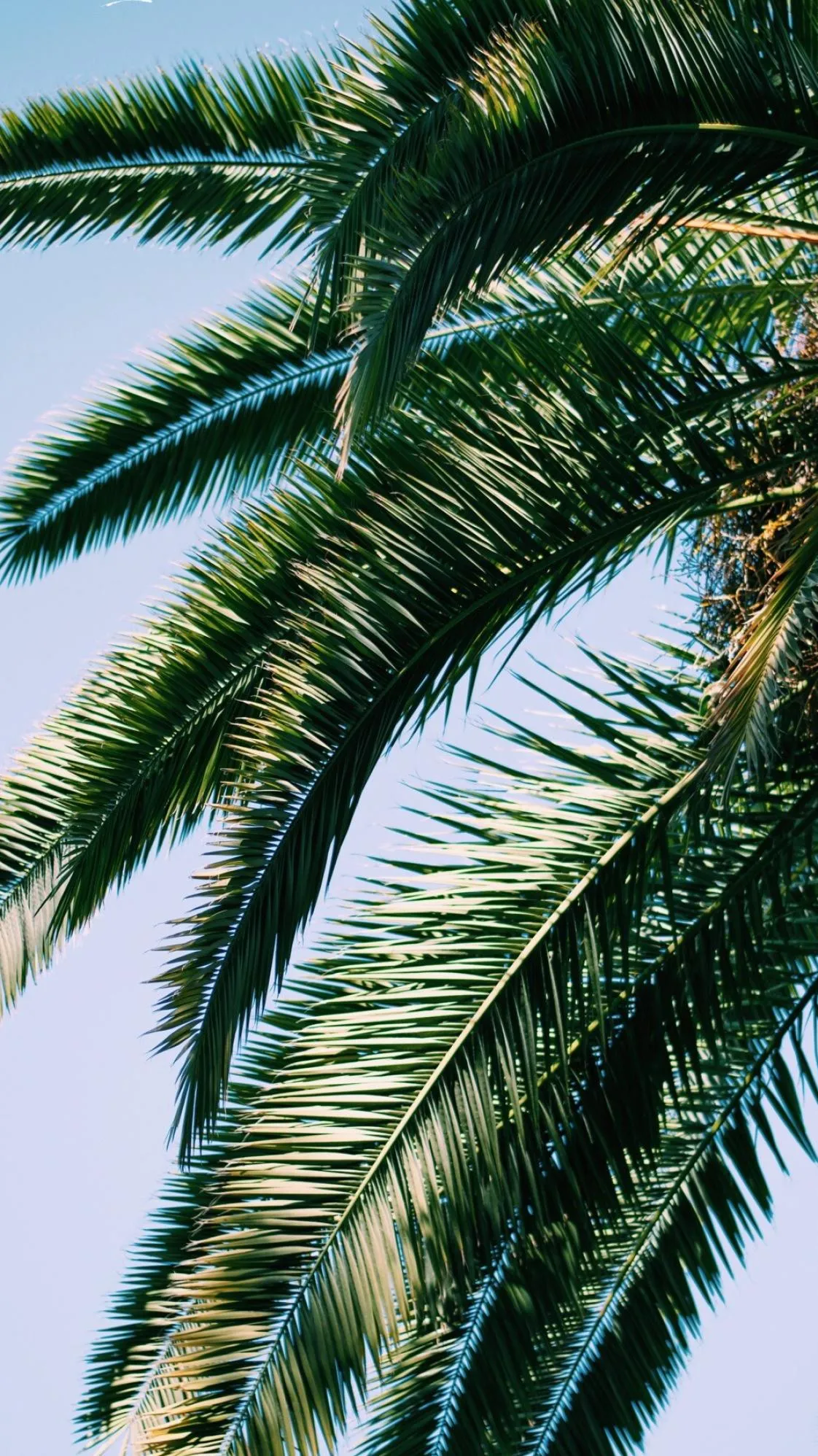 Close Up of Palm Leaves Against a Bright Sunny Tropical Sky