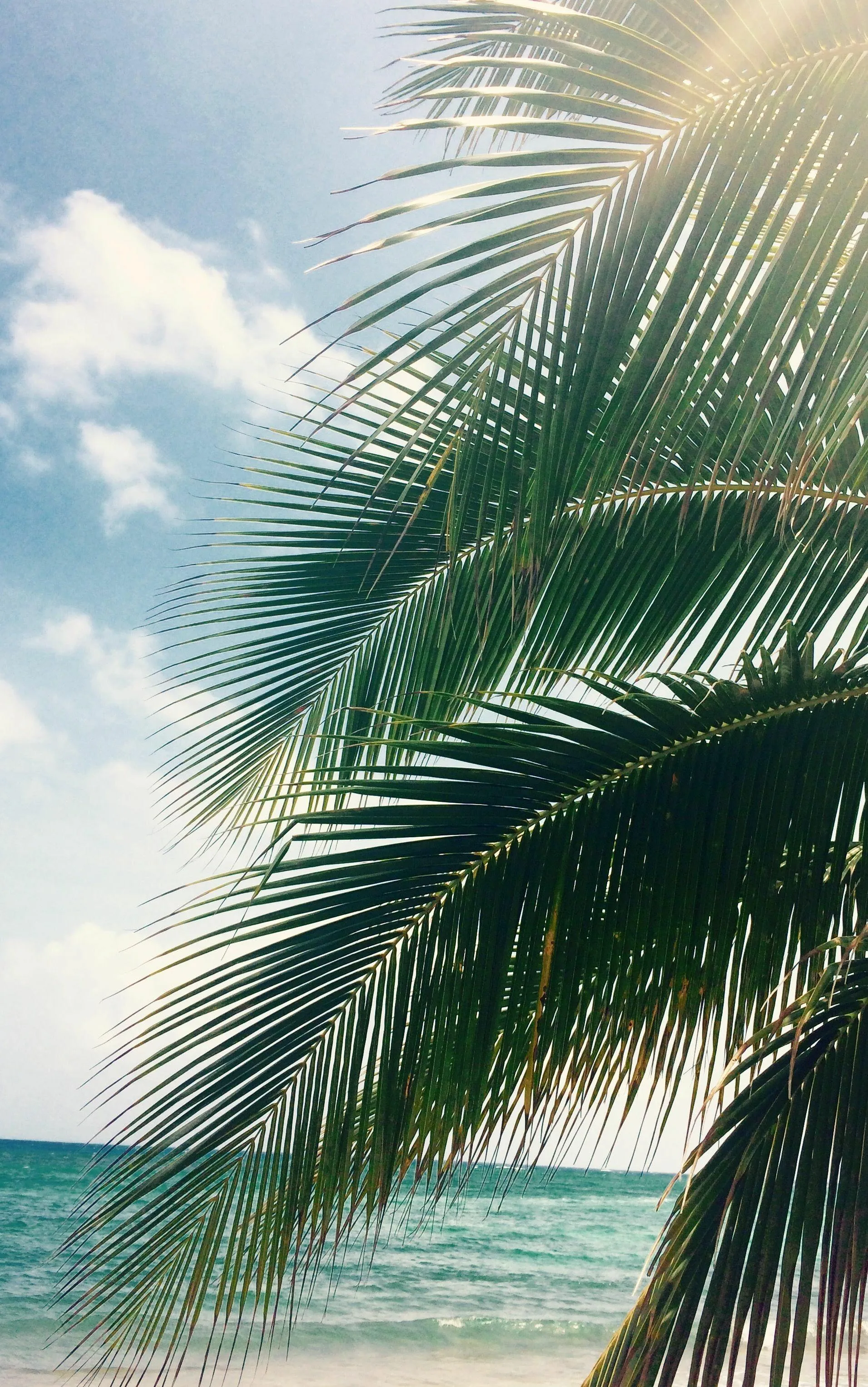 Close Up of Palm Leaves with Ocean and Sky Free Wallpaper