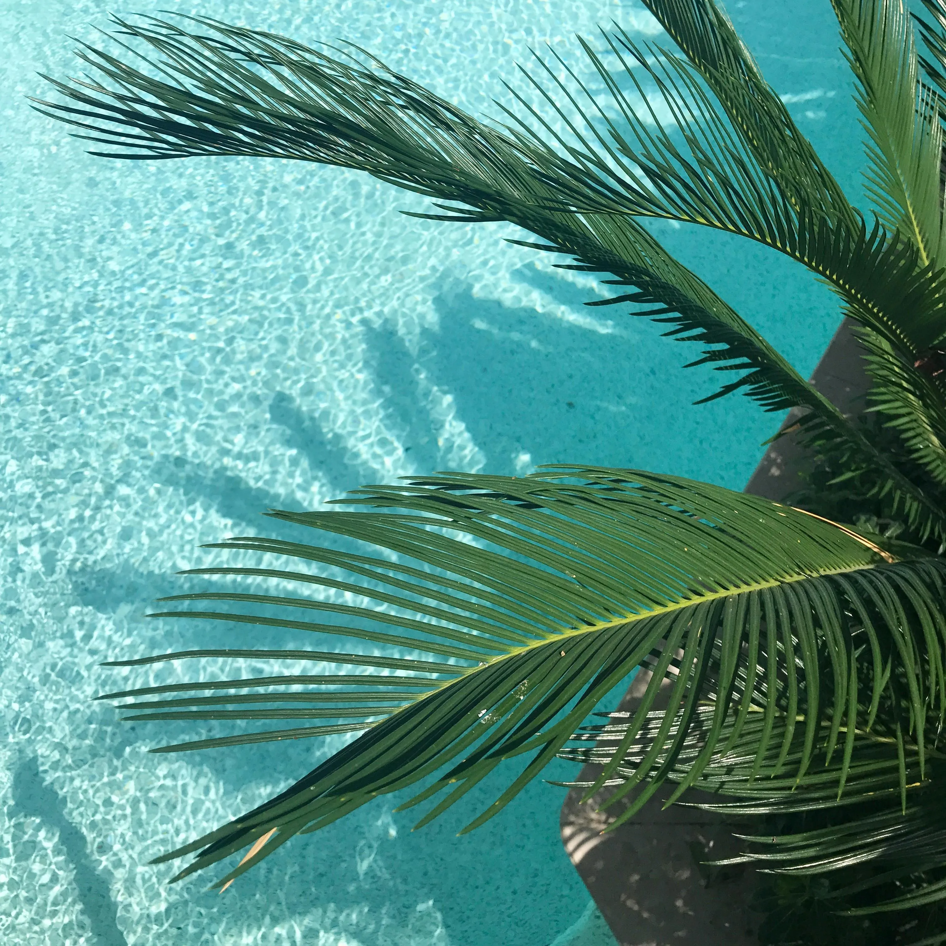 Close Up of Palm Leaves over a Crystal Clear Pool Wallpaper