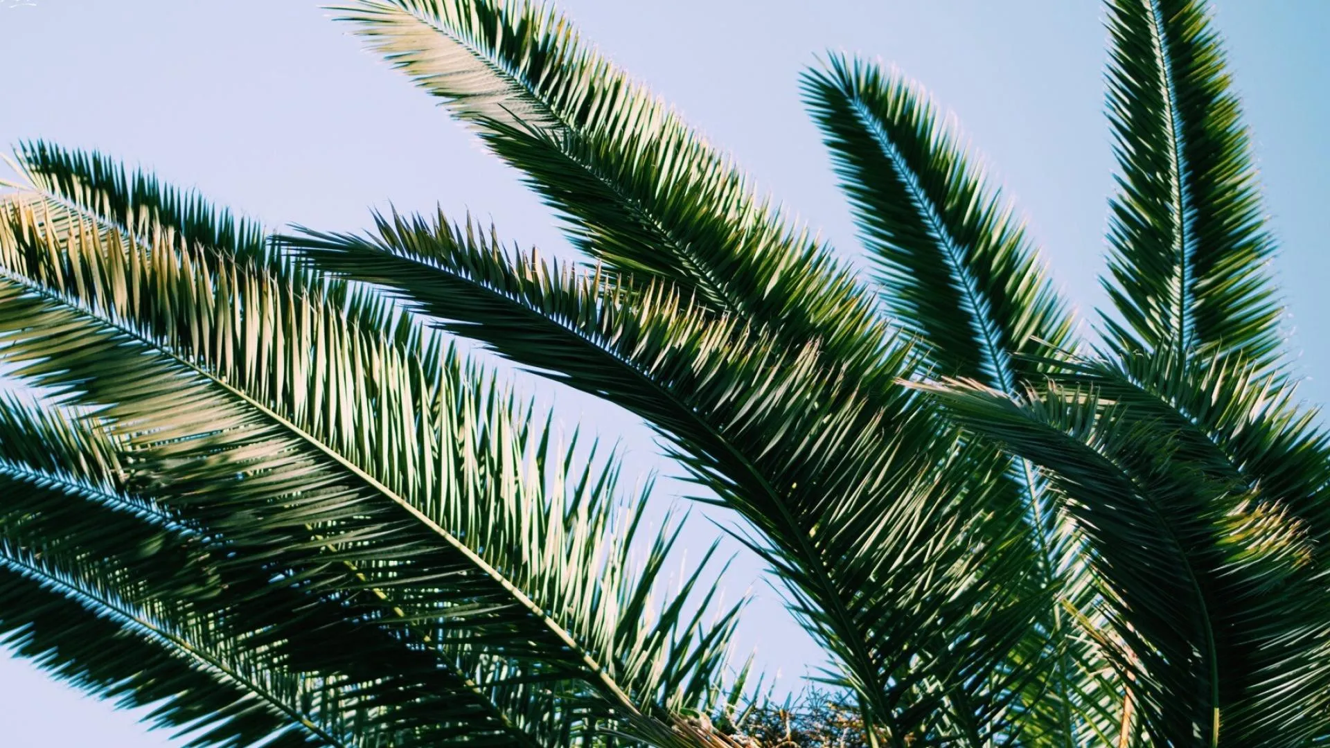 Close Up of Palm Leaves Swaying in the Island Breeze