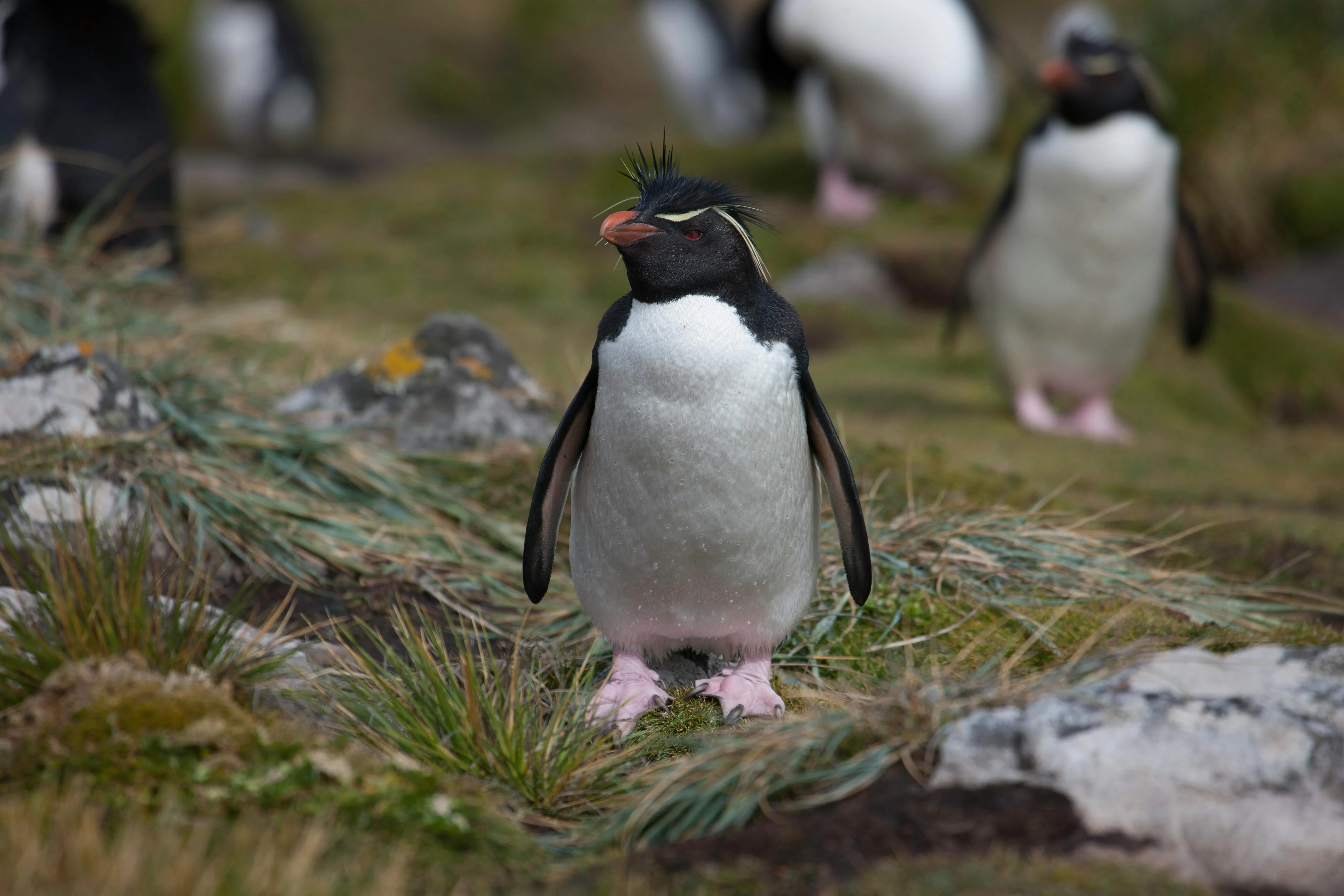 Close Up of a Penguin Standing on a Rocky Coastal Wallpaper