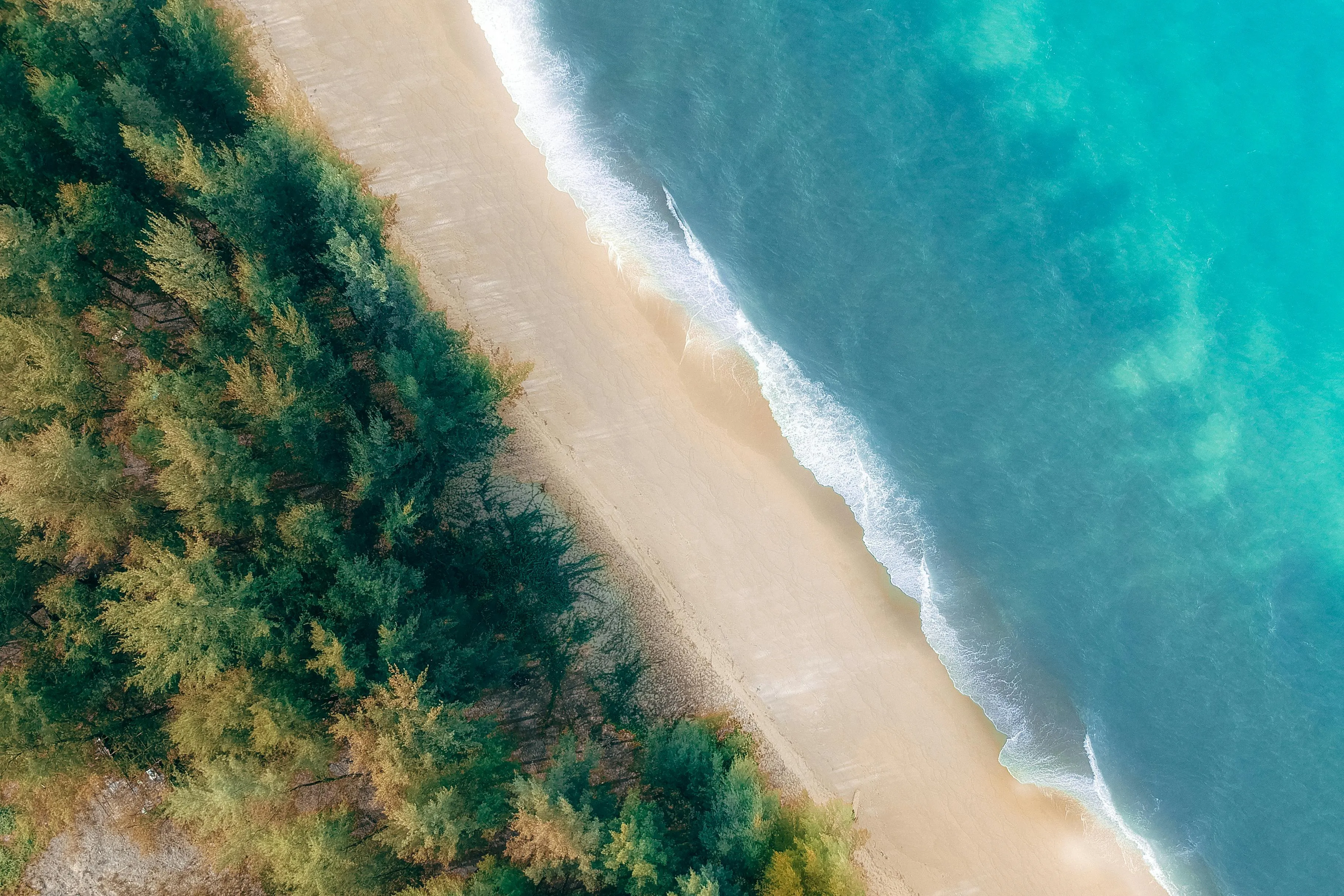 Coastline with Soft Waves and Green Trees Top View Wallpaper