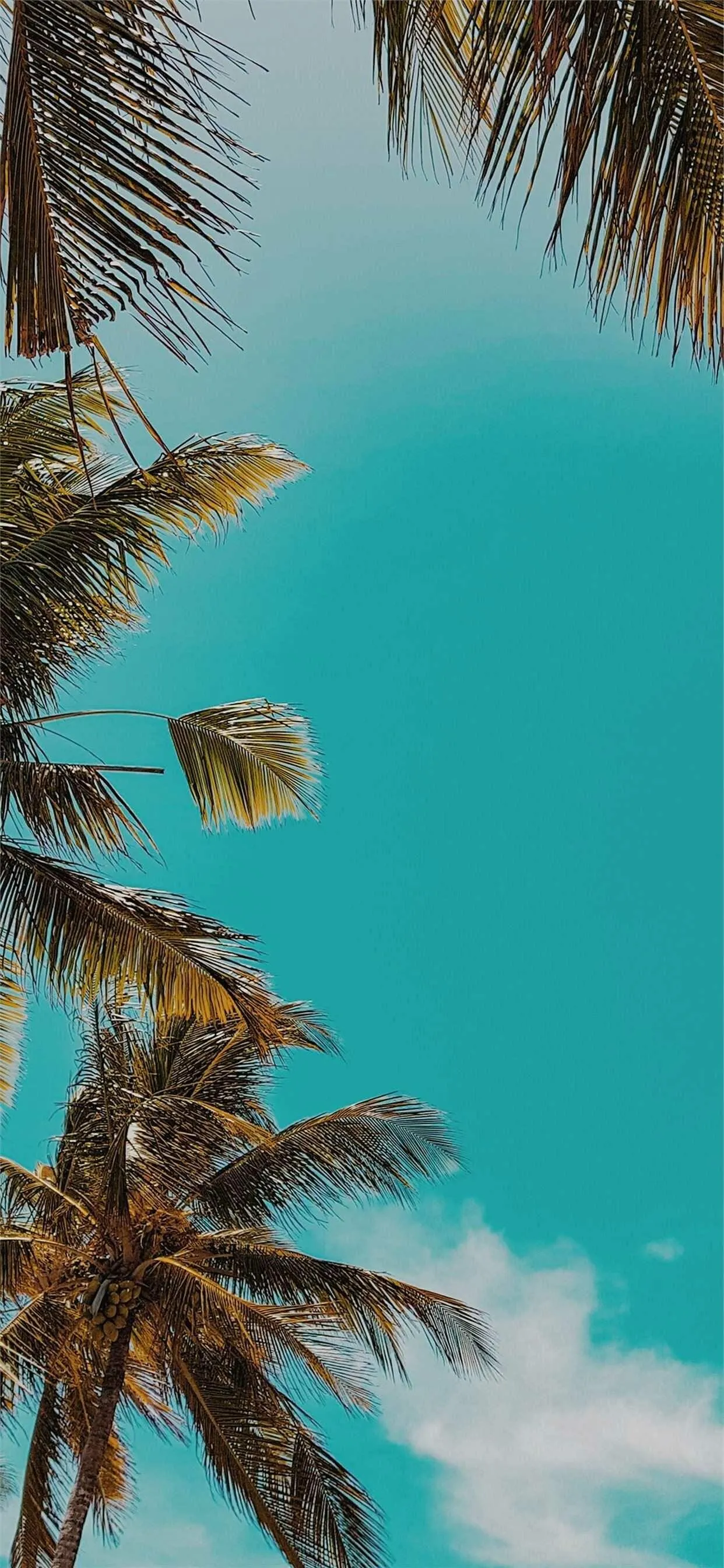 Coconut Tree Tops Above the Bright Sky Portrait Wallpaper
