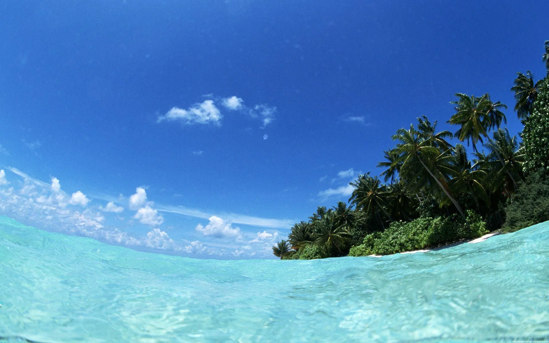 Crystal Clear Shallow Water with Tropical Palm Trees