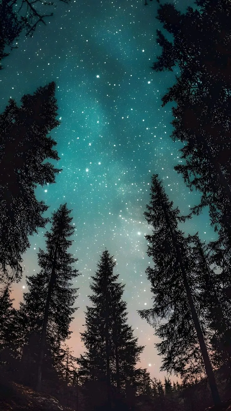 Dark Forest Night Sky with Tree free wallpapers download