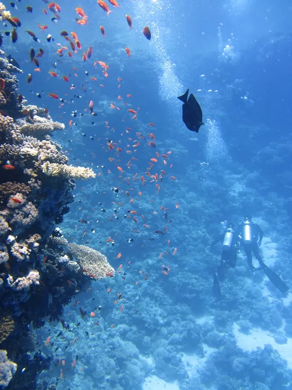 Diver Capturing the Rock with Colorful Tropical Fish