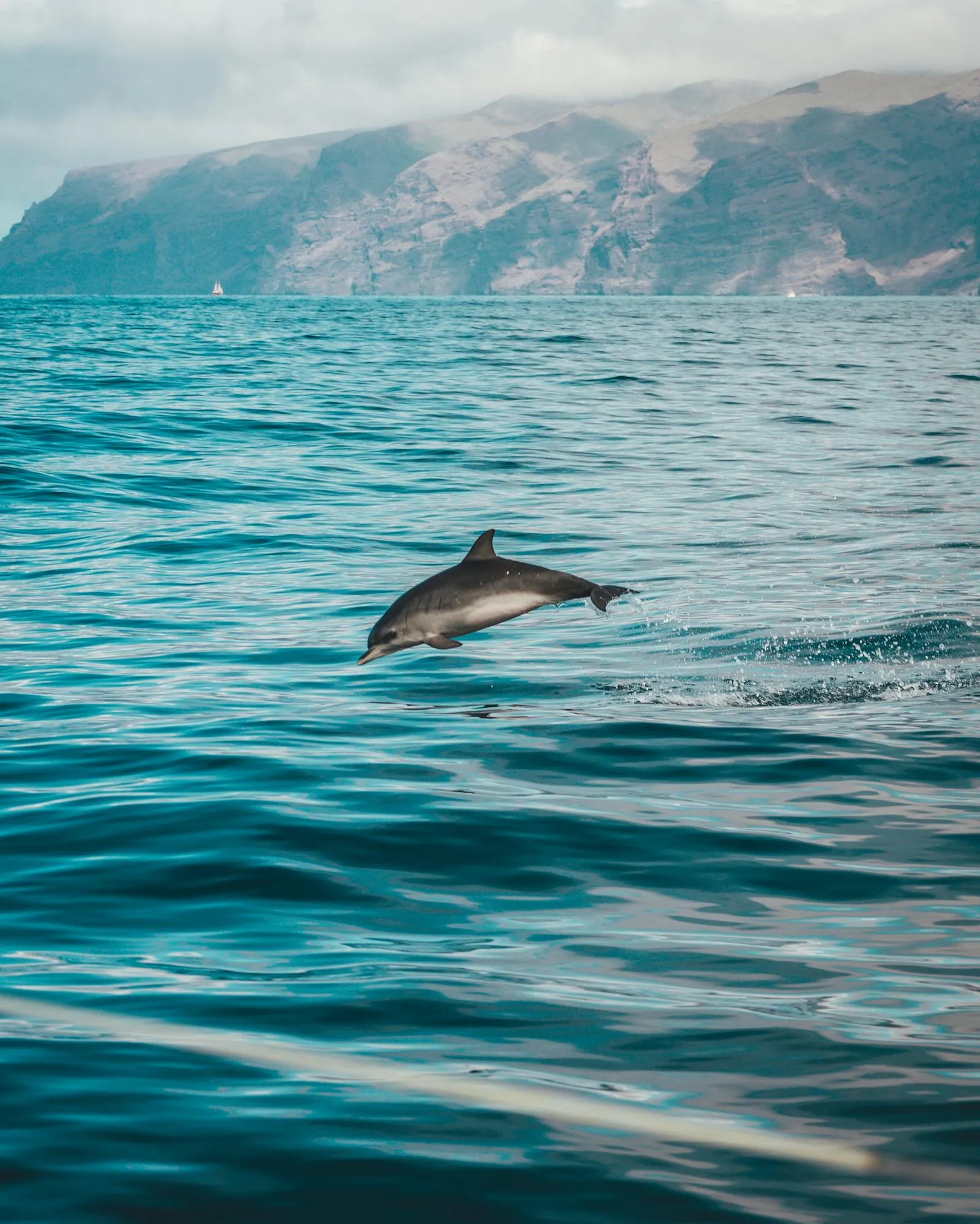 Dolphin Is Swimming in a Clear Blue Ocean HD Free Wallpaper