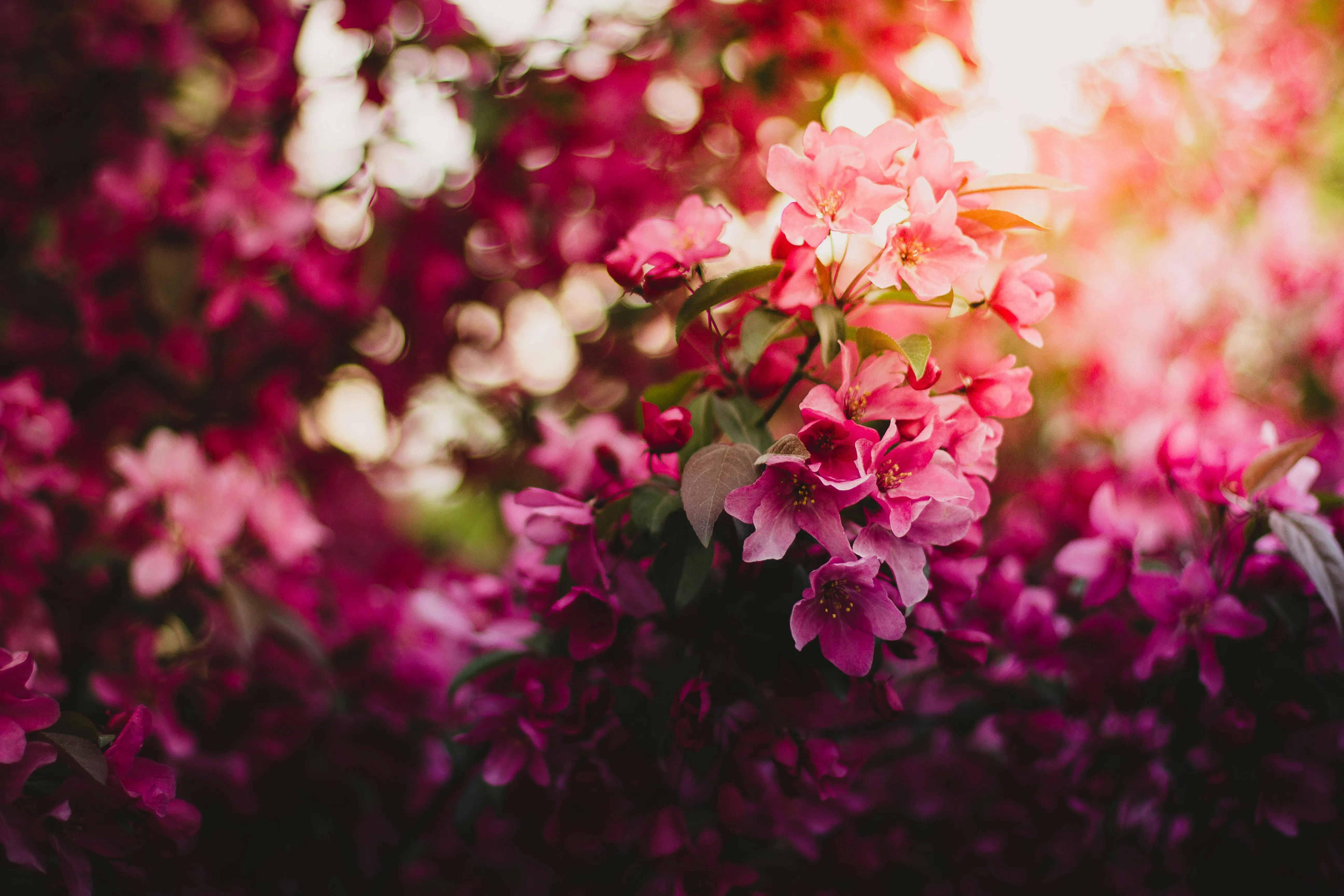 Download Beautiful Pink Flower Blossom Wallpaper in HD