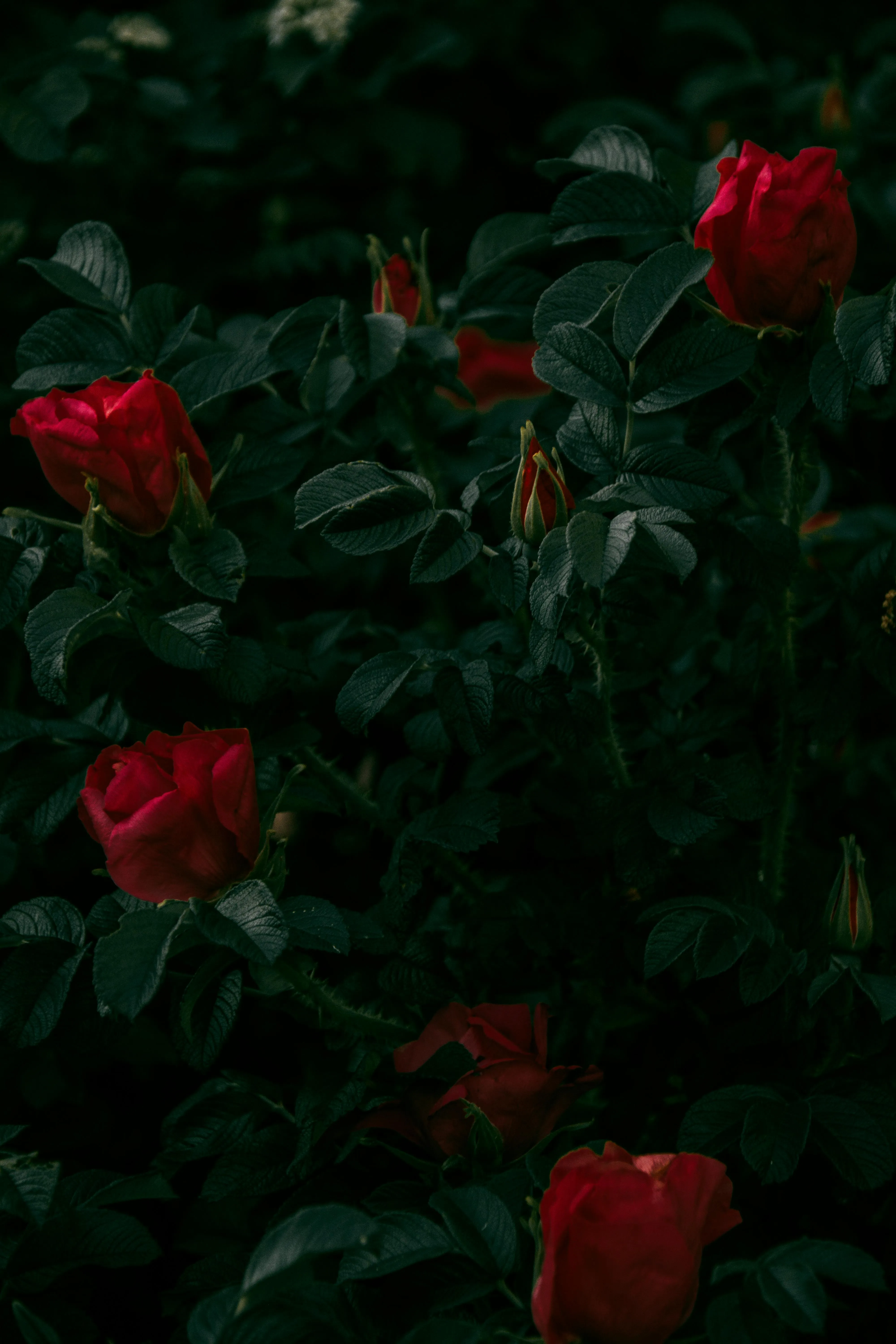 Download Dark Aesthetic Red Rose Wallpaper in HD