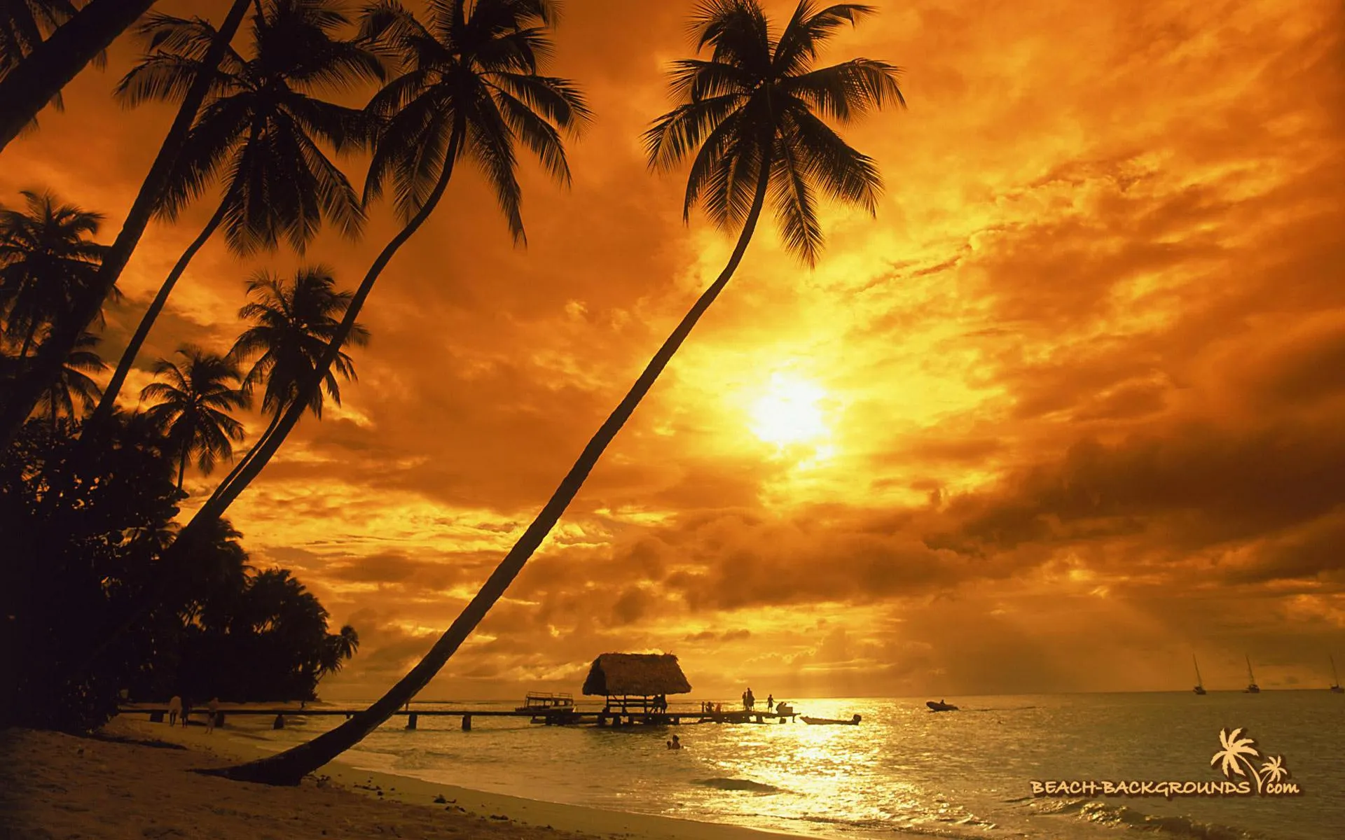 Golden Sunset Behind Palm Trees on a Quiet Tropical Evening
