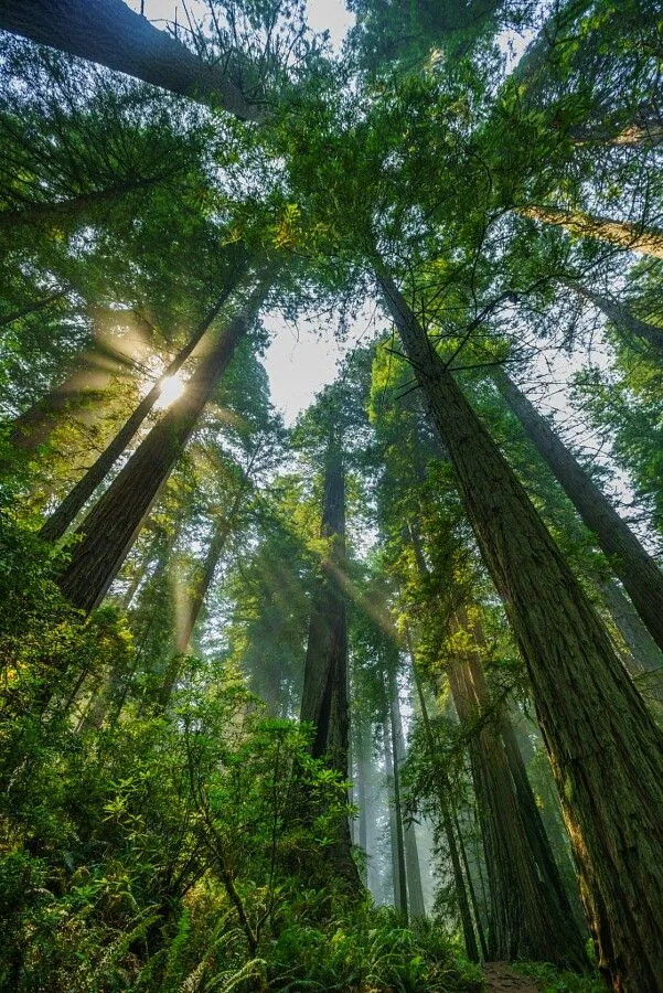 Jungle Canopy Mobile Nature Wallpaper HD Free