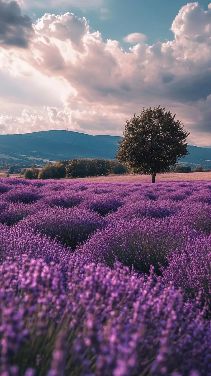 Lavender Field Mobile Nature Wallpaper HD Download