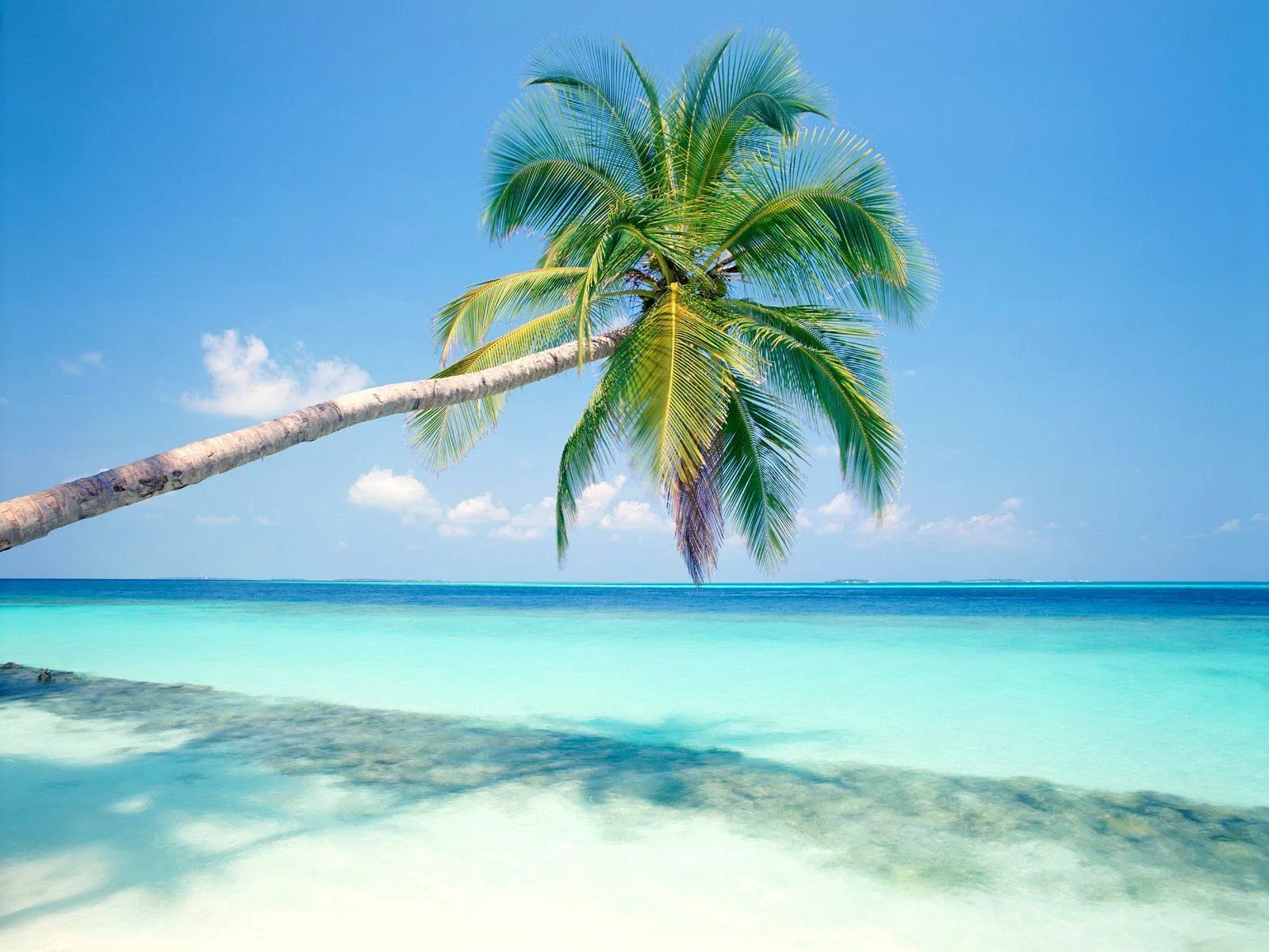 Leaning Palm Tree over Shallow Turquoise Water by the Beach