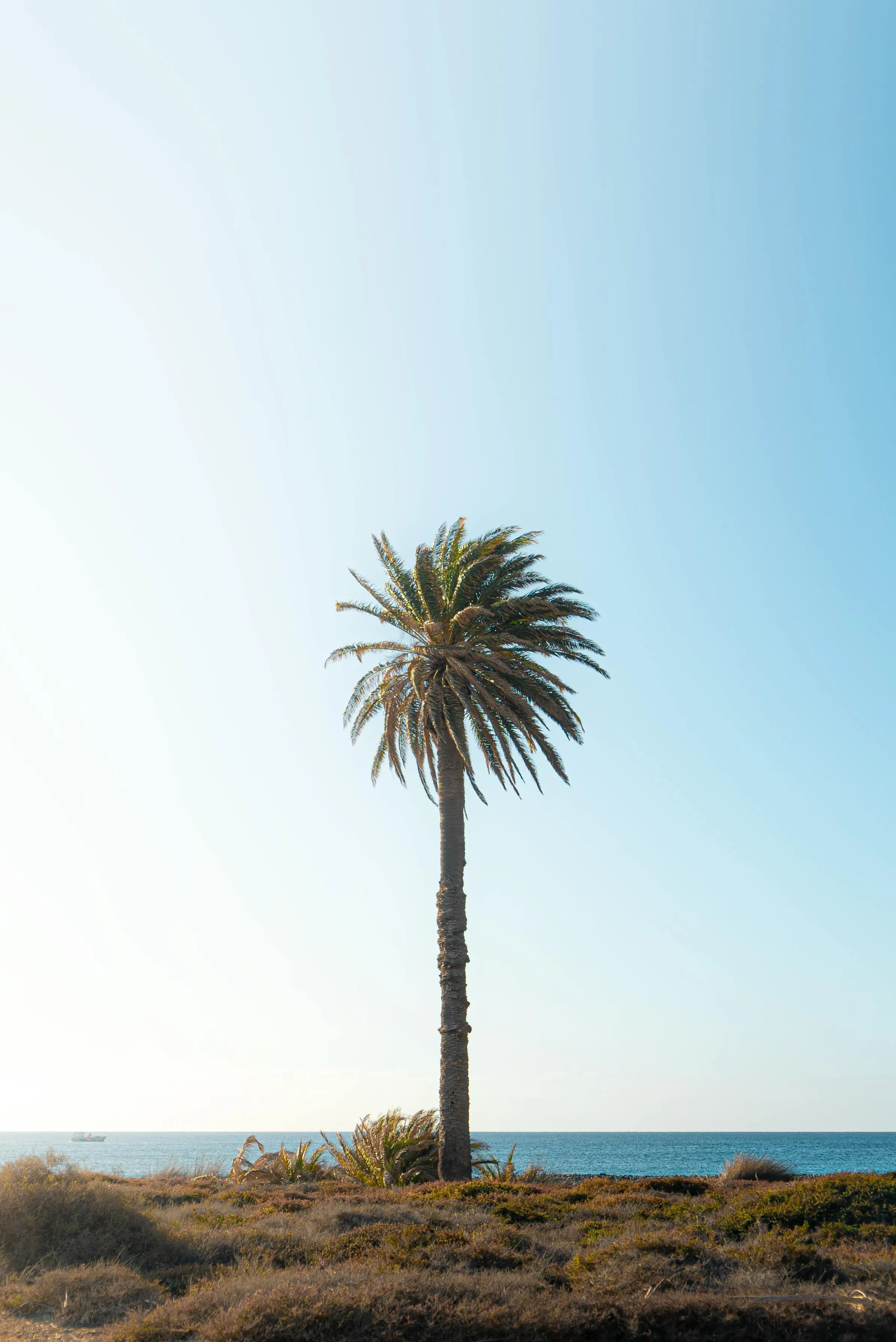 Lone Palm Tree Standing Tall on a Beach Sand Free Wallpaper