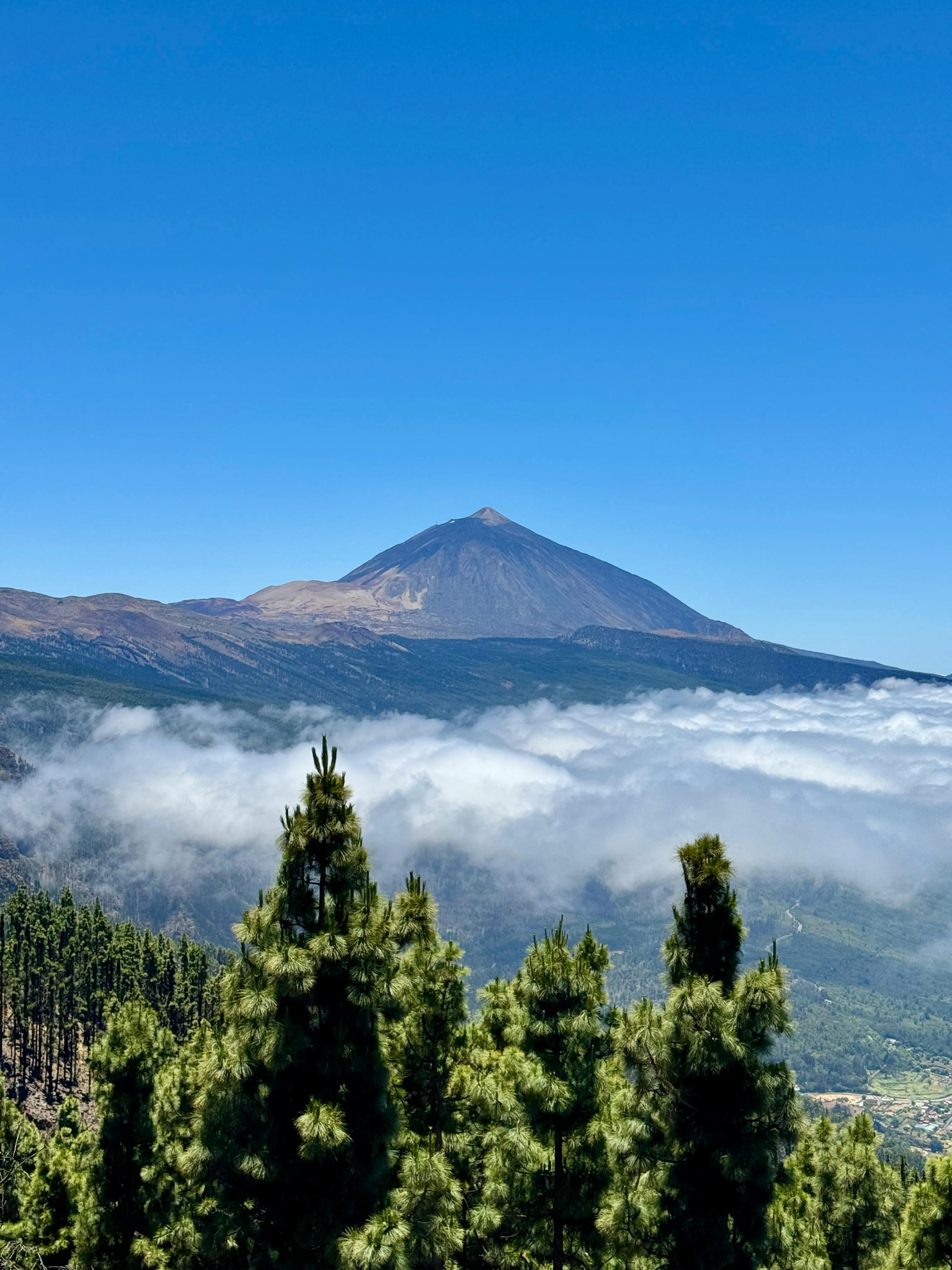 Lush Forest with a Misty Mountain Peak in the Distance
