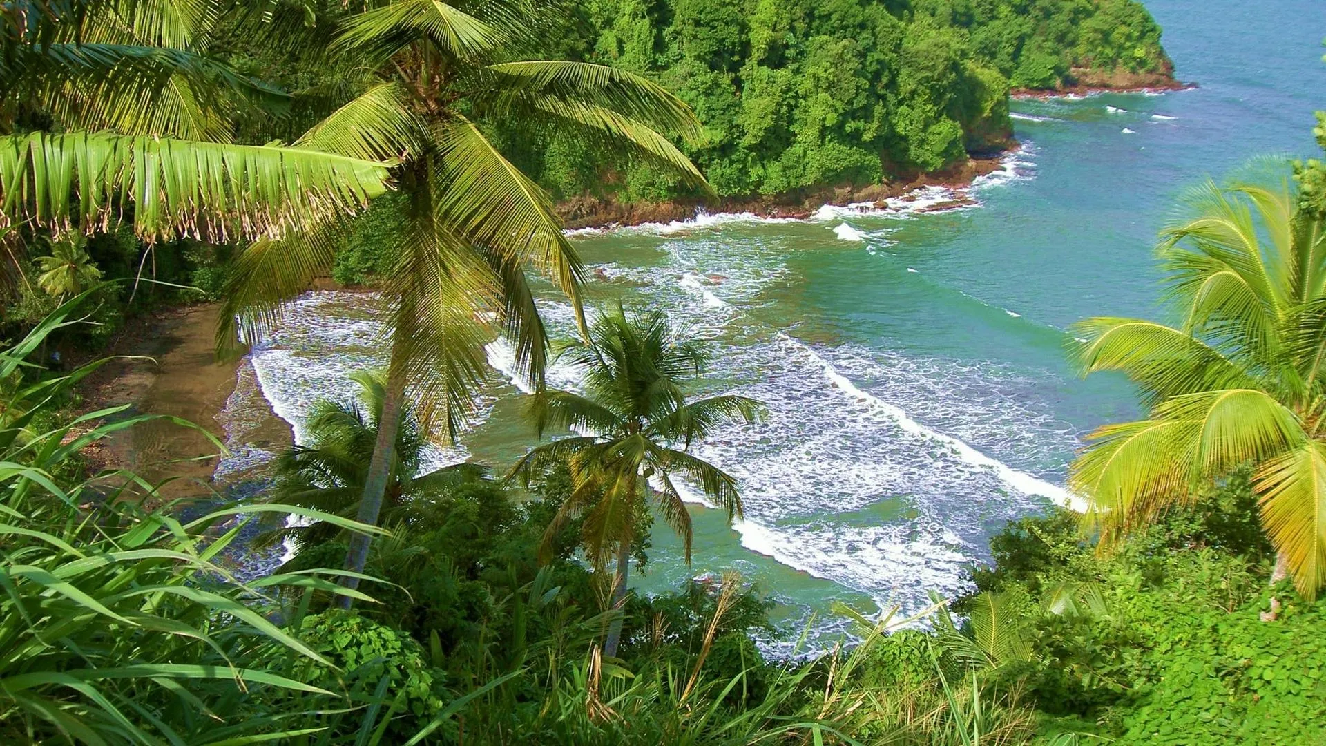Lush Green Jungle Along a Rugged Coastline with Ocean Waves
