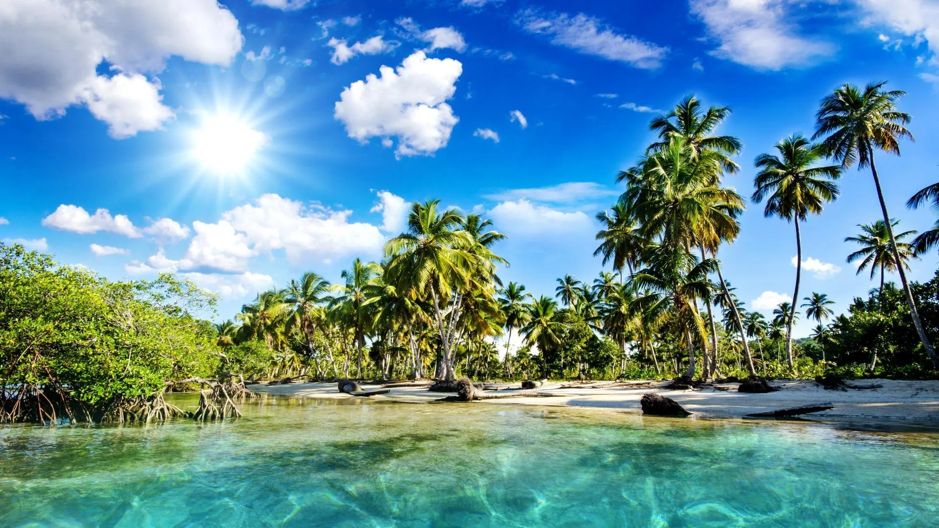 Lush Tropical Shore with Palm Trees Near Shallow Water