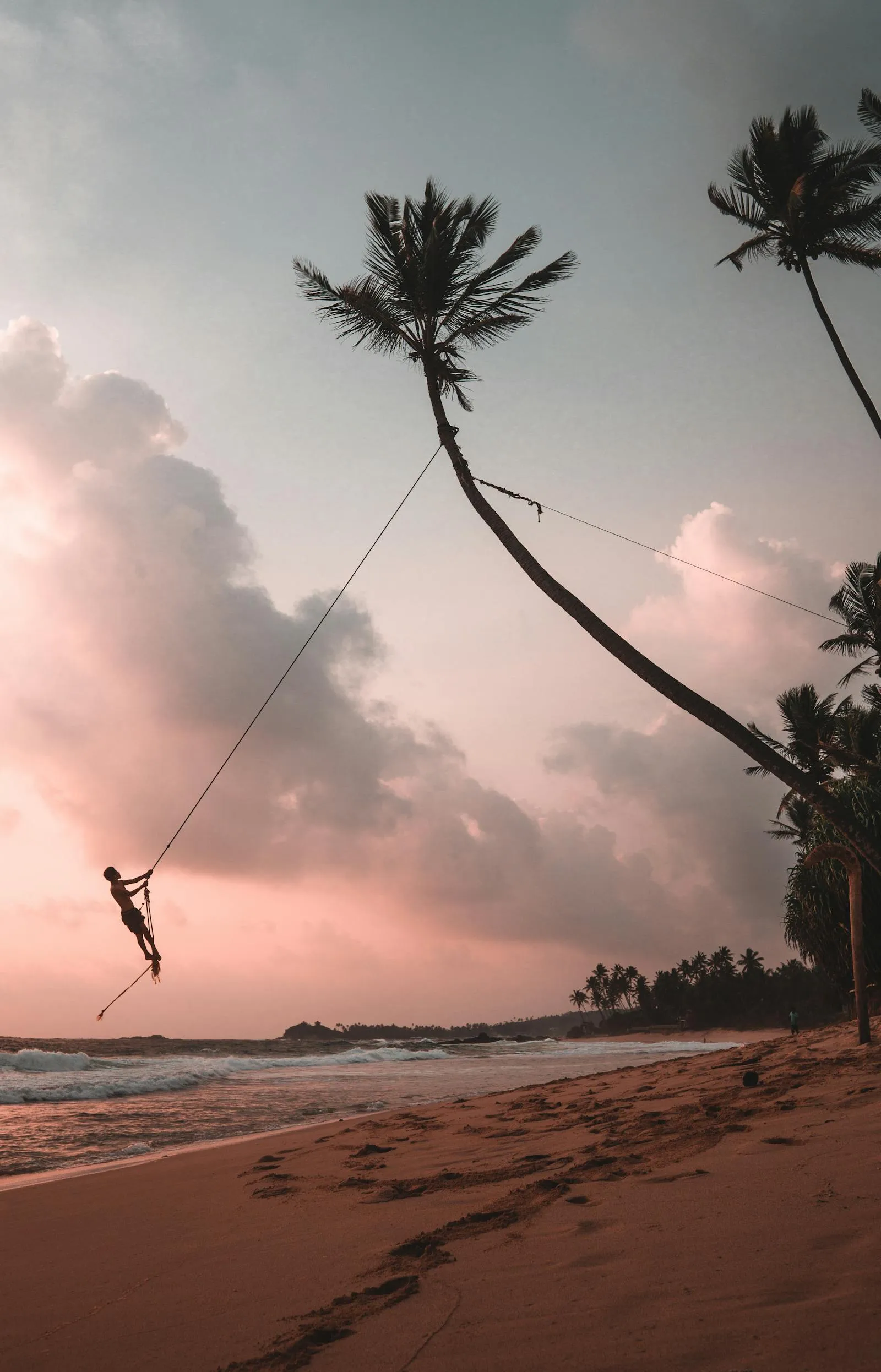 Man Swings in a Palm Tree on a Tropical Sunset Wallpaper