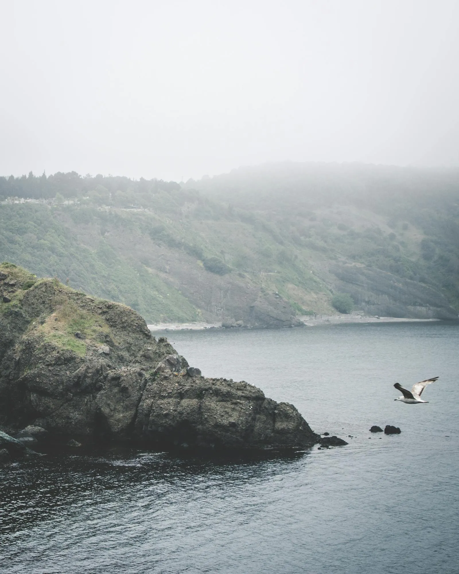 Misty Cliffs by the Ocean with a Bird Flying Wallpaper