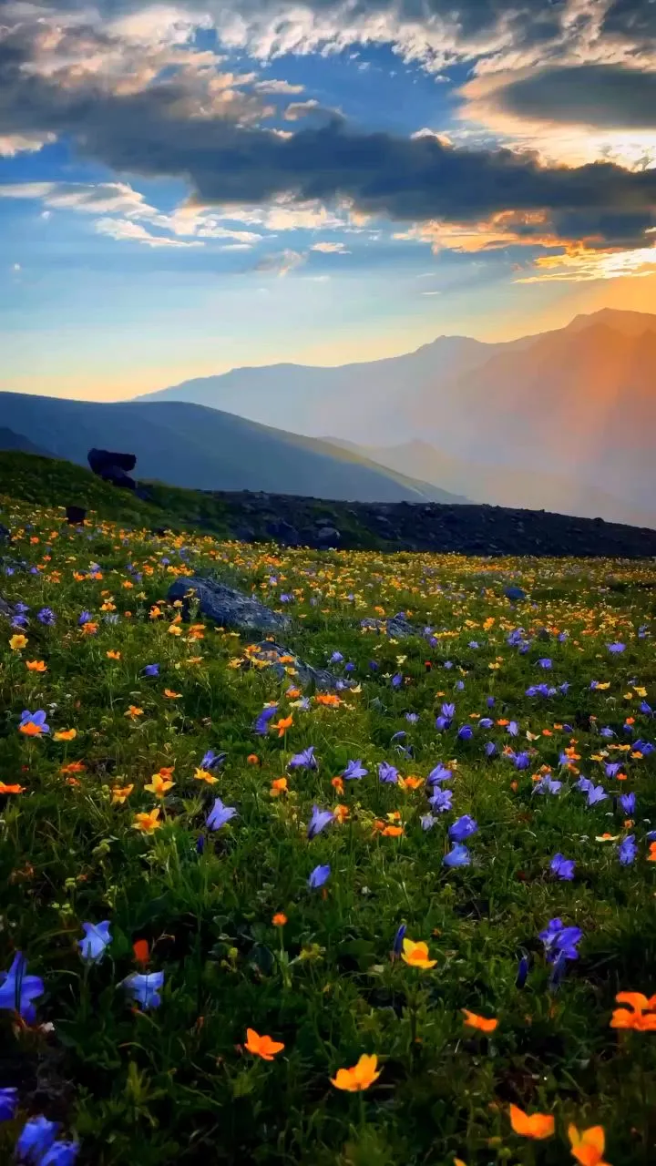 Mountain Wallpapers Frosty Pine Line Edges