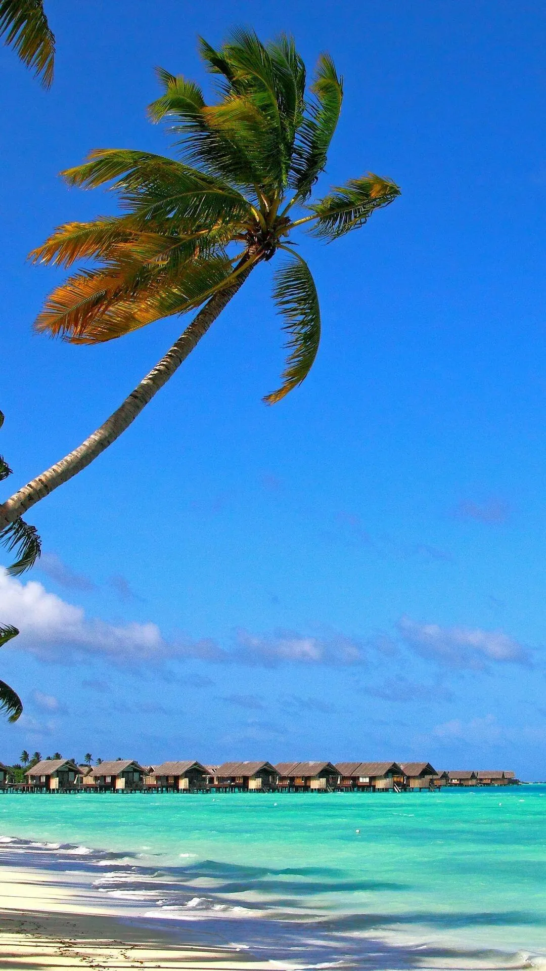 Ocean Villas Under a Blue Sky and Palm Trees on the Beach