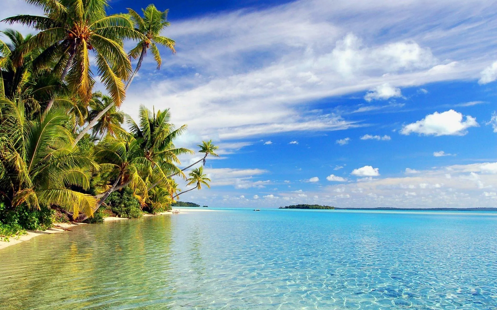 Palm Lined Tropical Coast with Calm and Shallow Water