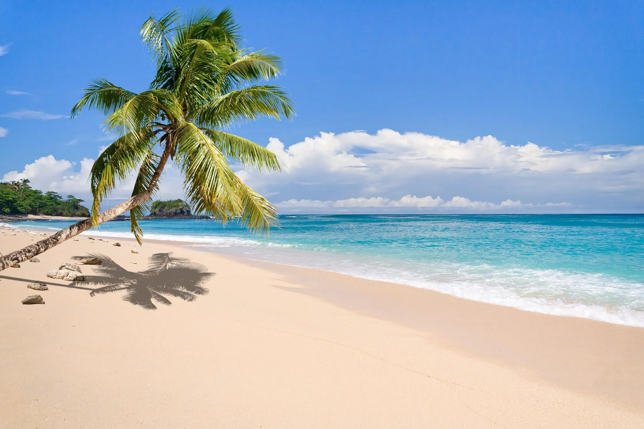 Palm Tree Casting a Shadow on an Empty Sandy Beach Wallpaper