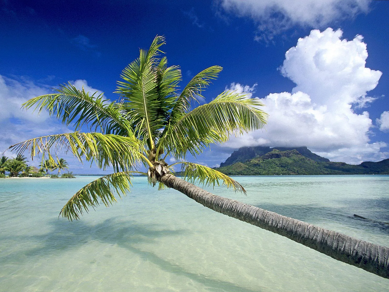 Palm Tree Leaning over Clear Shallow Water Free Wallpaper