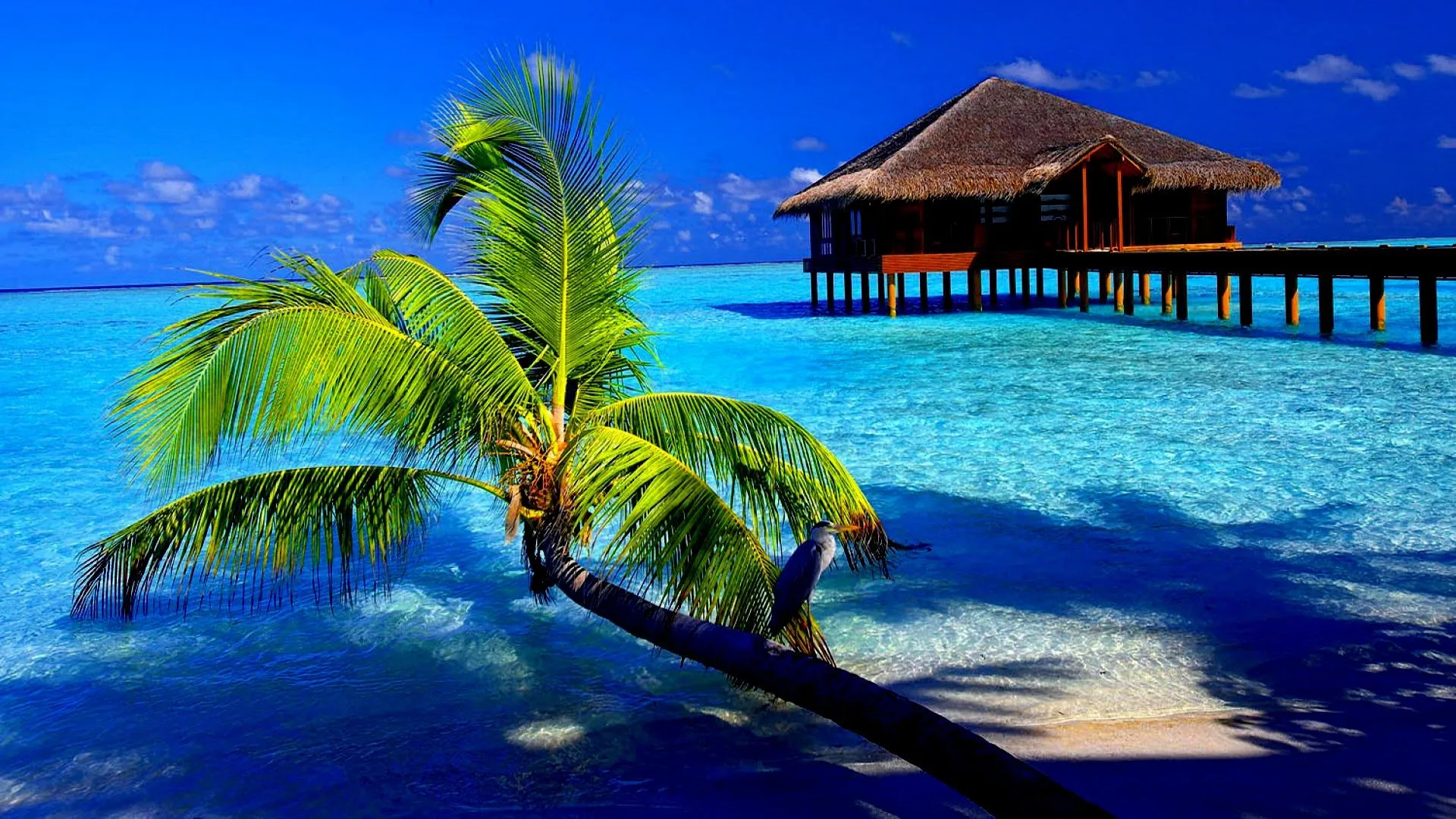 Palm Tree over a Turquoise Sea and a Hut on Shallow Water
