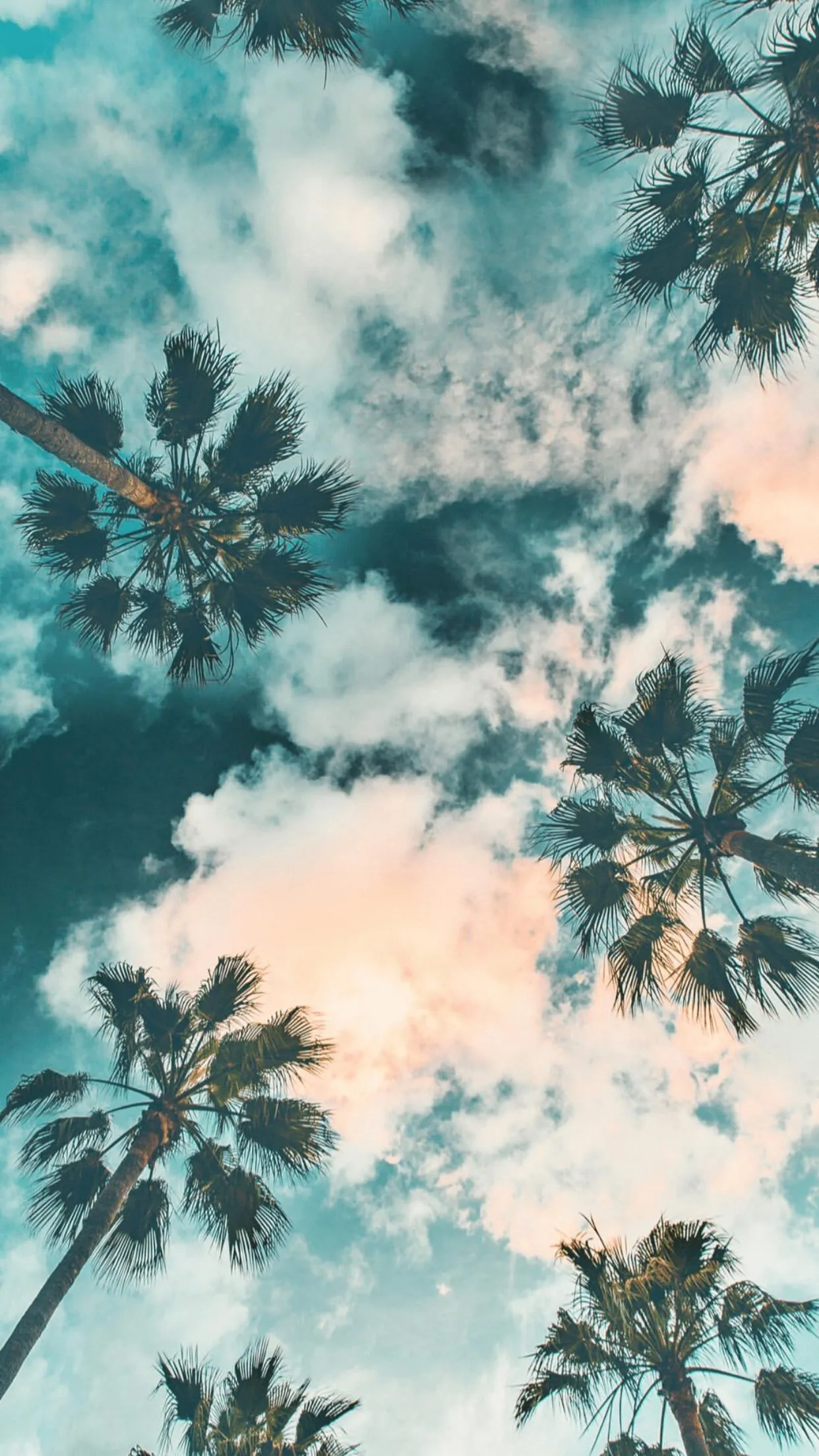 Palm Tree Tops Reflected in the Sky with Clouds and Sunlight