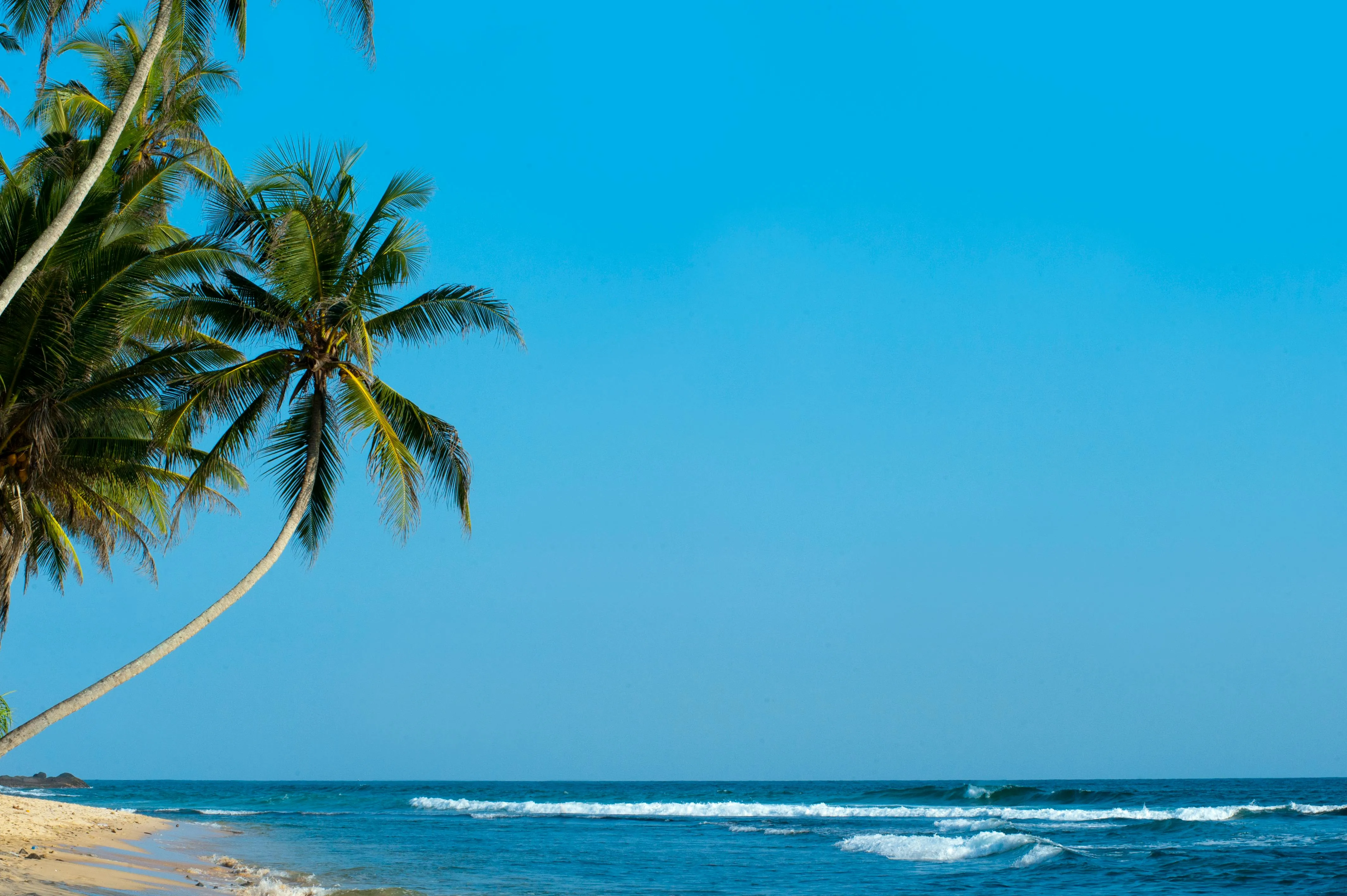 Palm Tree on Tropical Beach with Blue Sea Free Wallpaper