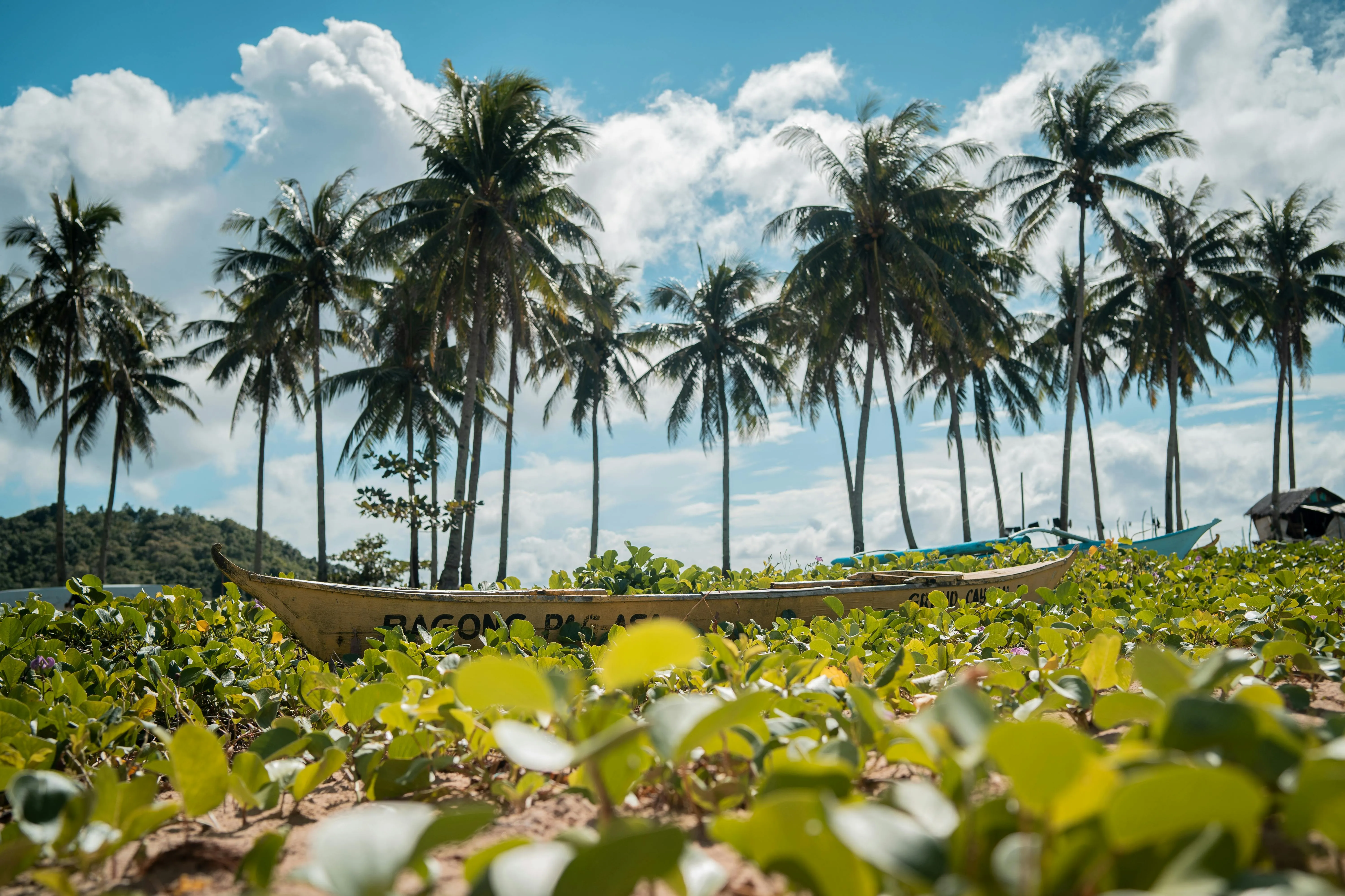 Palm Trees on the Beach on a Bright Sunny Day Free Wallpaper